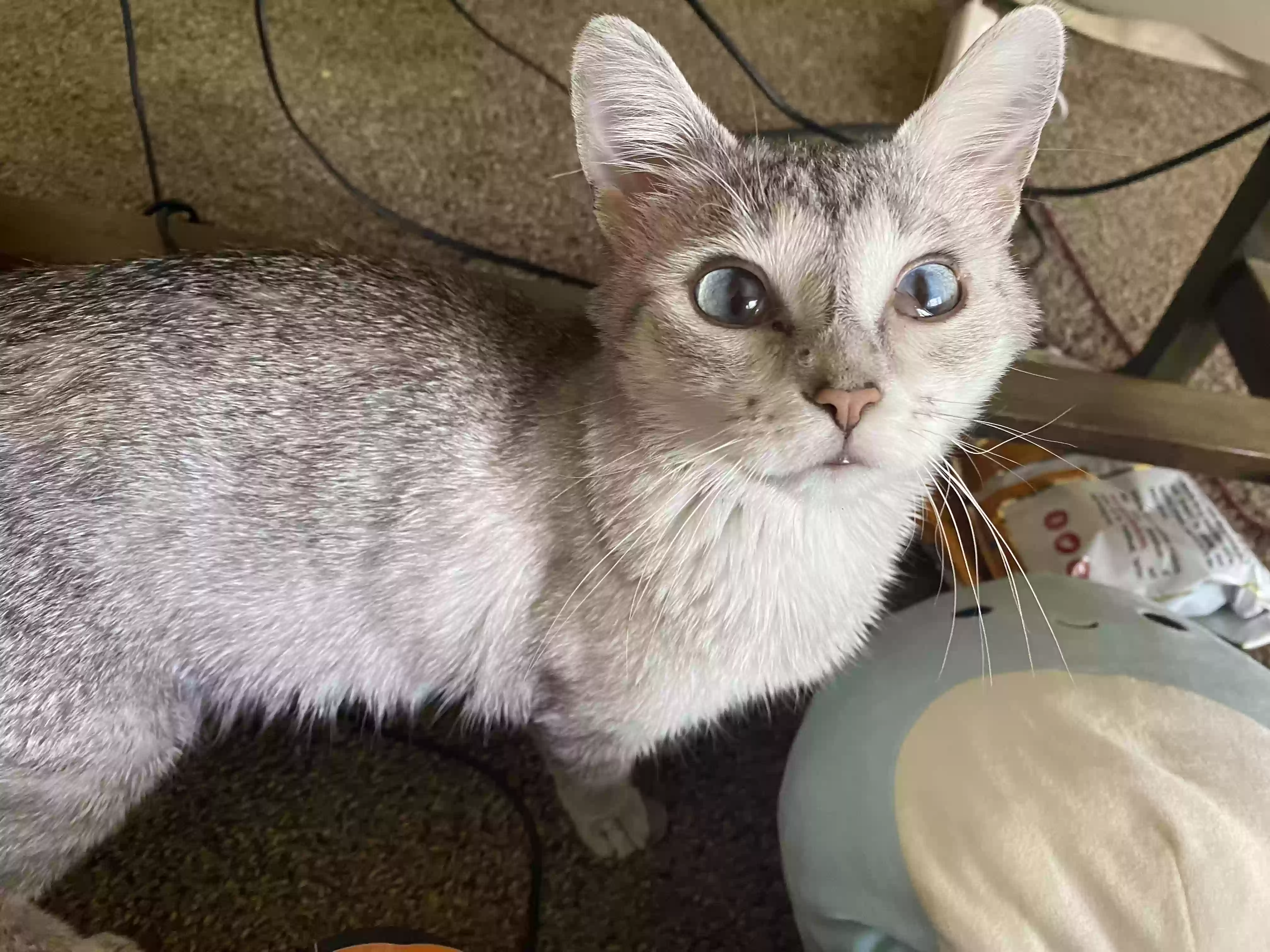 /lostandfound/images/lnfpets/original/179113_photo.webp