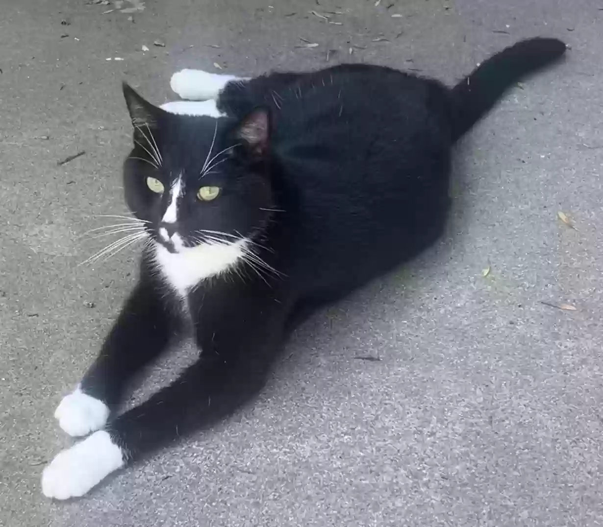 /lostandfound/images/lnfpets/original/179125_photo.webp