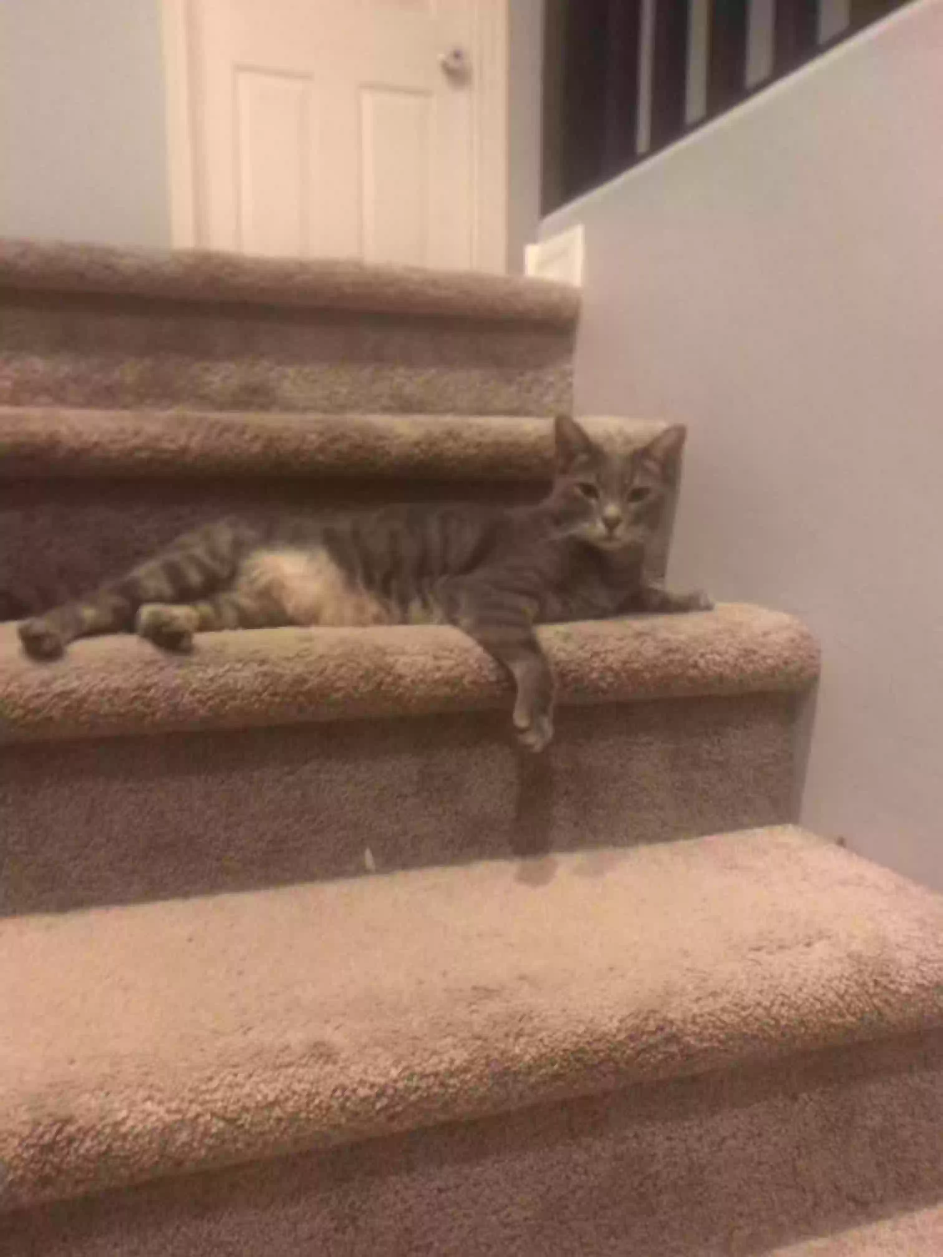 /lostandfound/images/lnfpets/original/179280_photo.webp