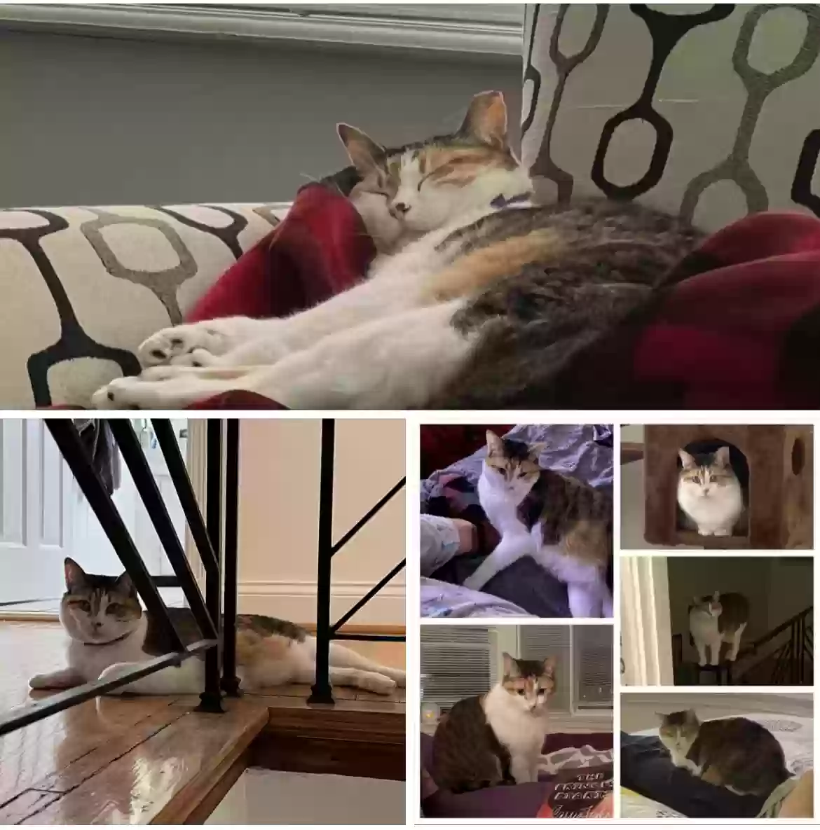 /lostandfound/images/lnfpets/original/179327_photo.webp