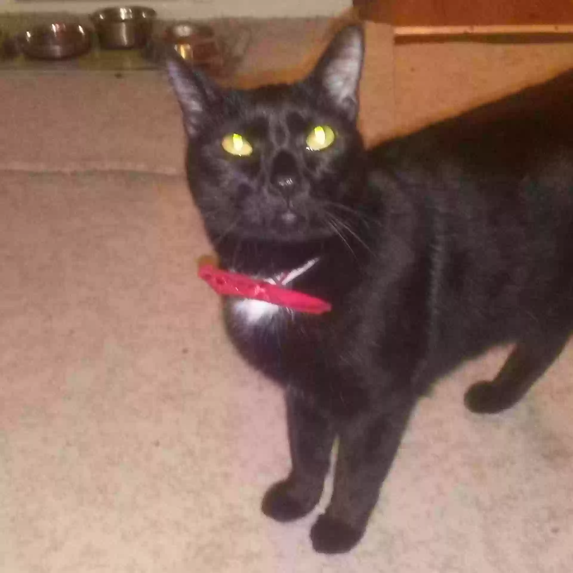 /lostandfound/images/lnfpets/original/179328_photo.webp