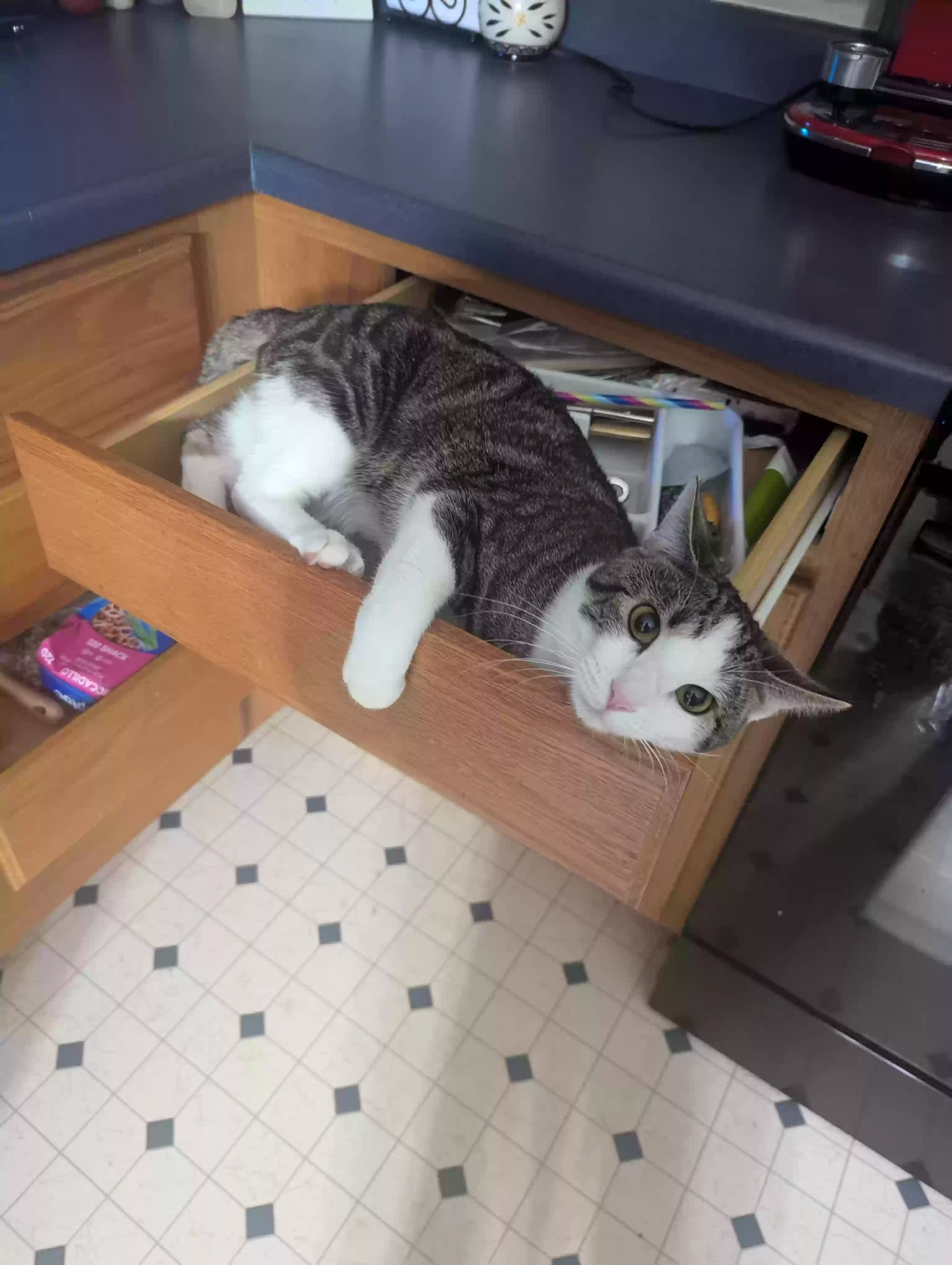 /lostandfound/images/lnfpets/original/179389_photo.webp