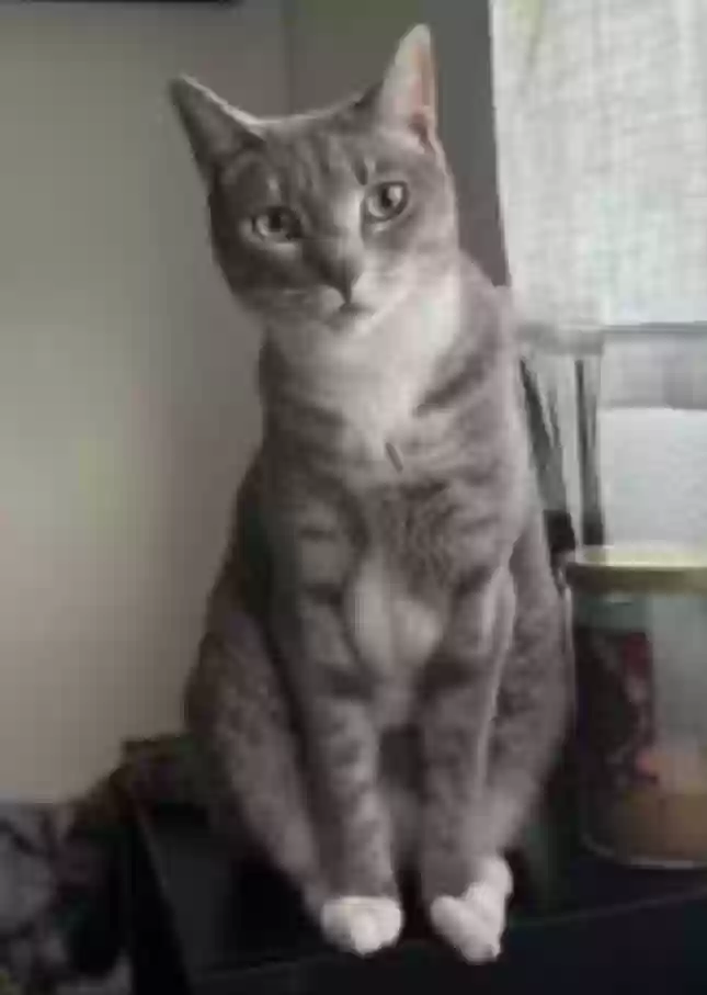 /lostandfound/images/lnfpets/original/179509_photo.webp