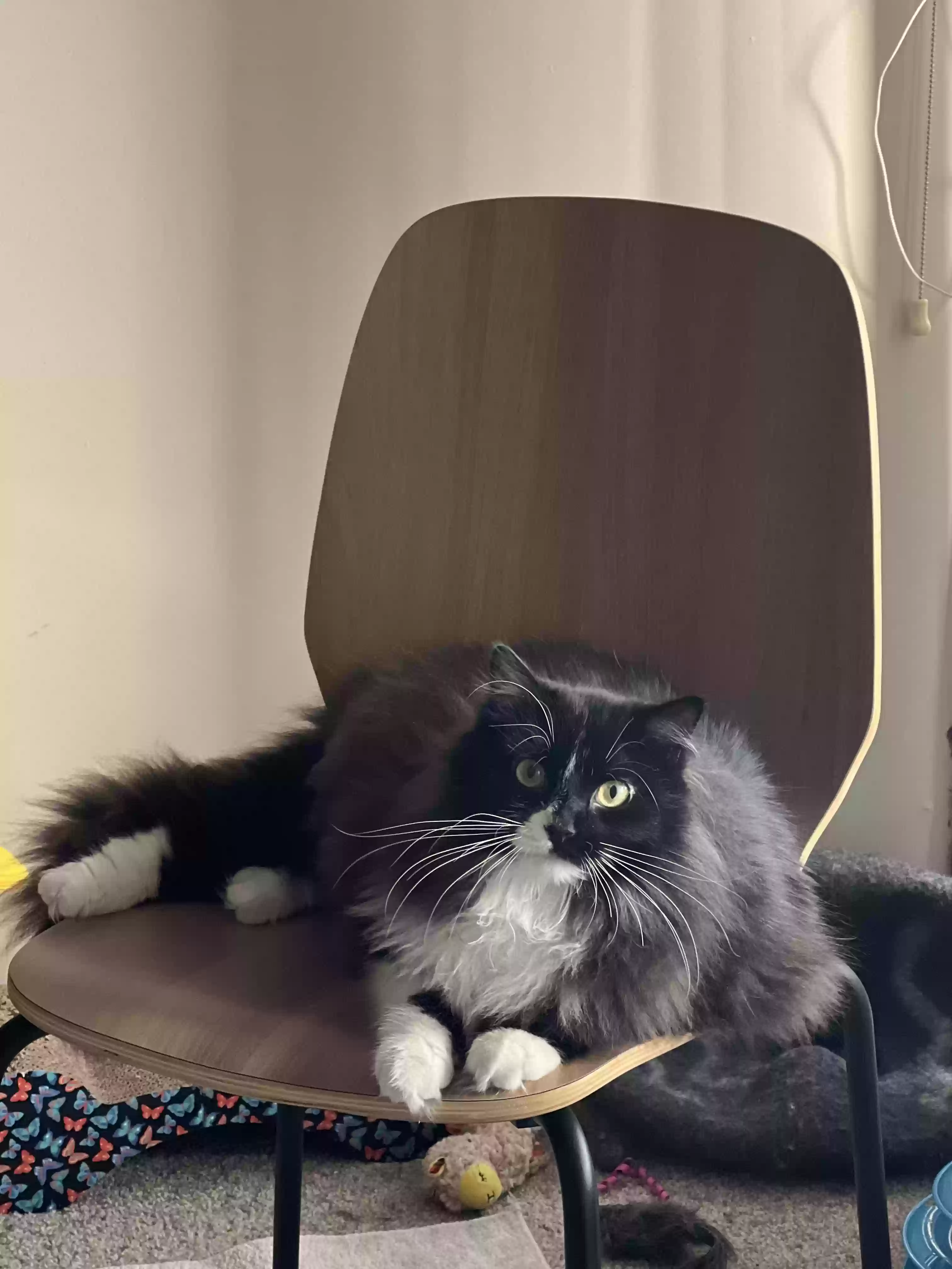 /lostandfound/images/lnfpets/original/179580_photo.webp