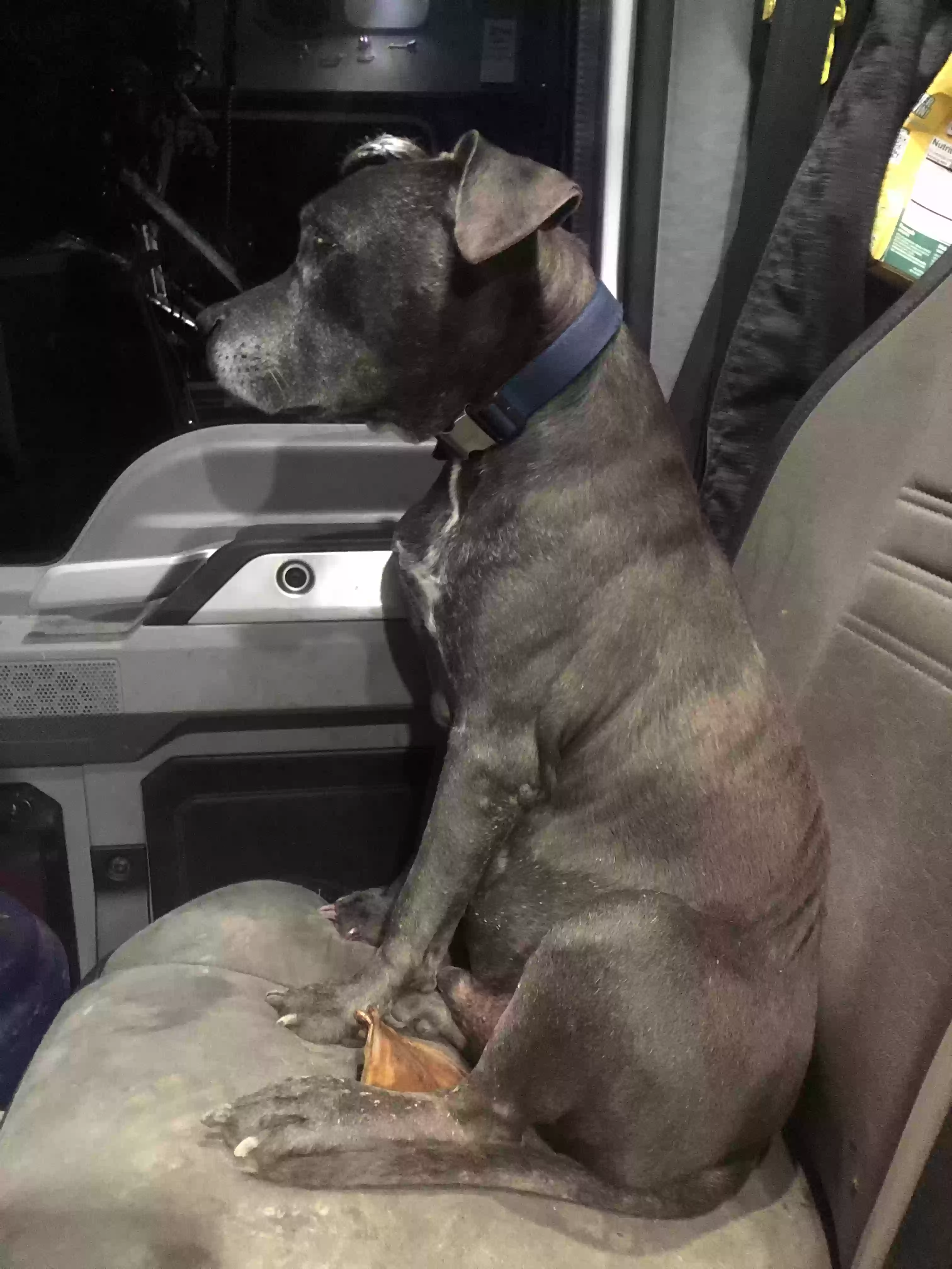 /lostandfound/images/lnfpets/original/179587_photo.webp