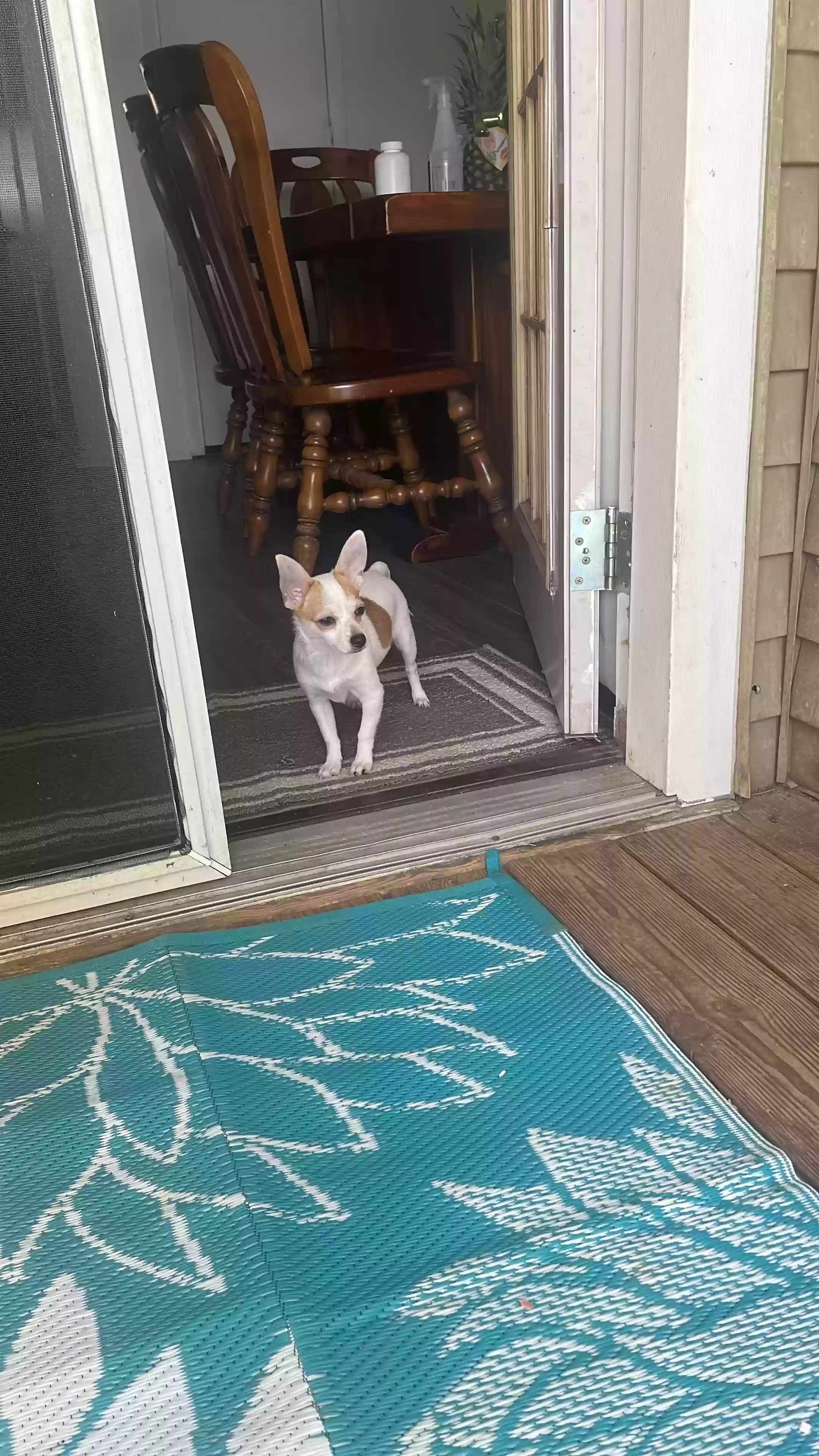 /lostandfound/images/lnfpets/original/179734_photo.webp