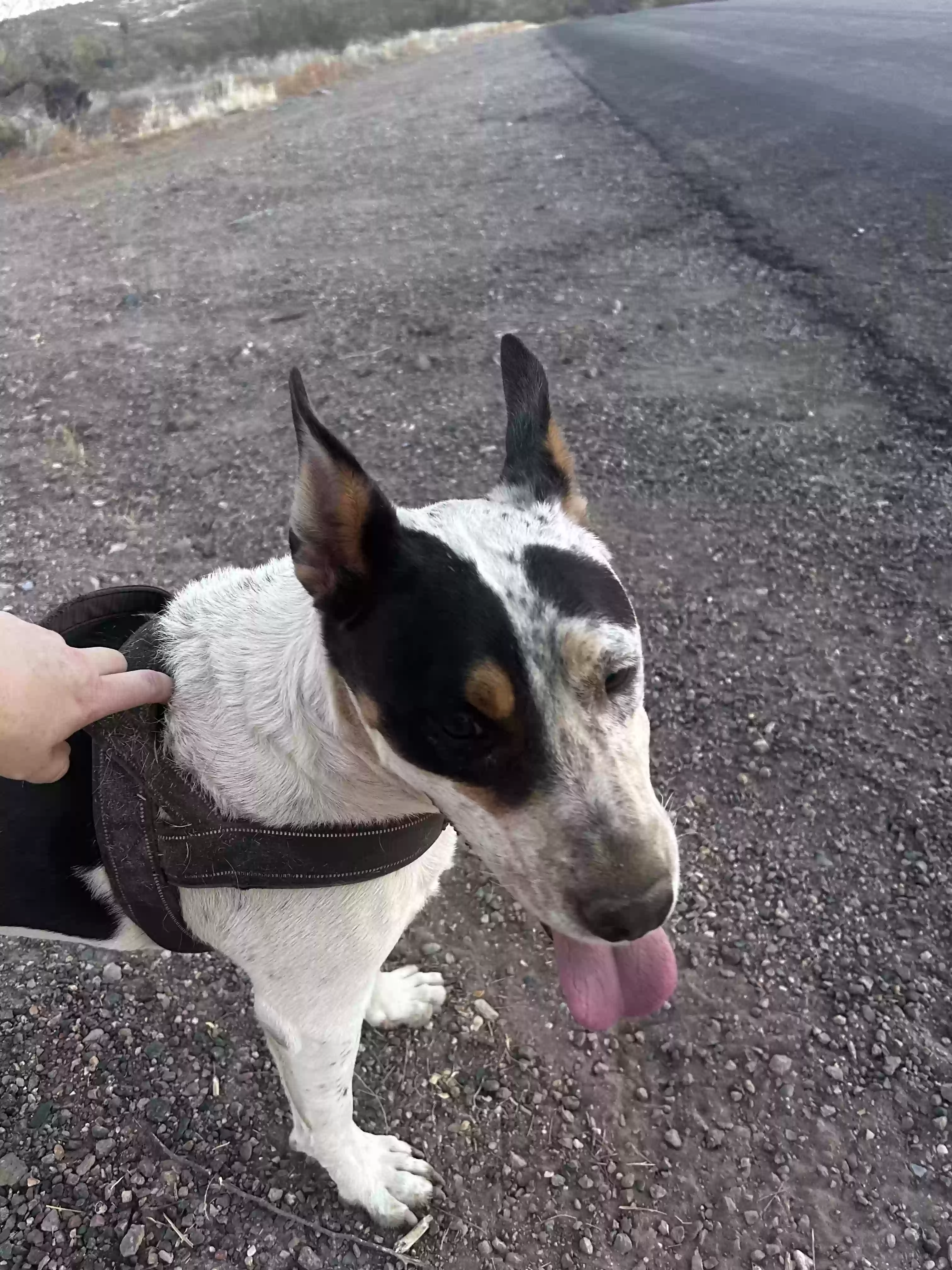 /lostandfound/images/lnfpets/original/179775_photo.webp
