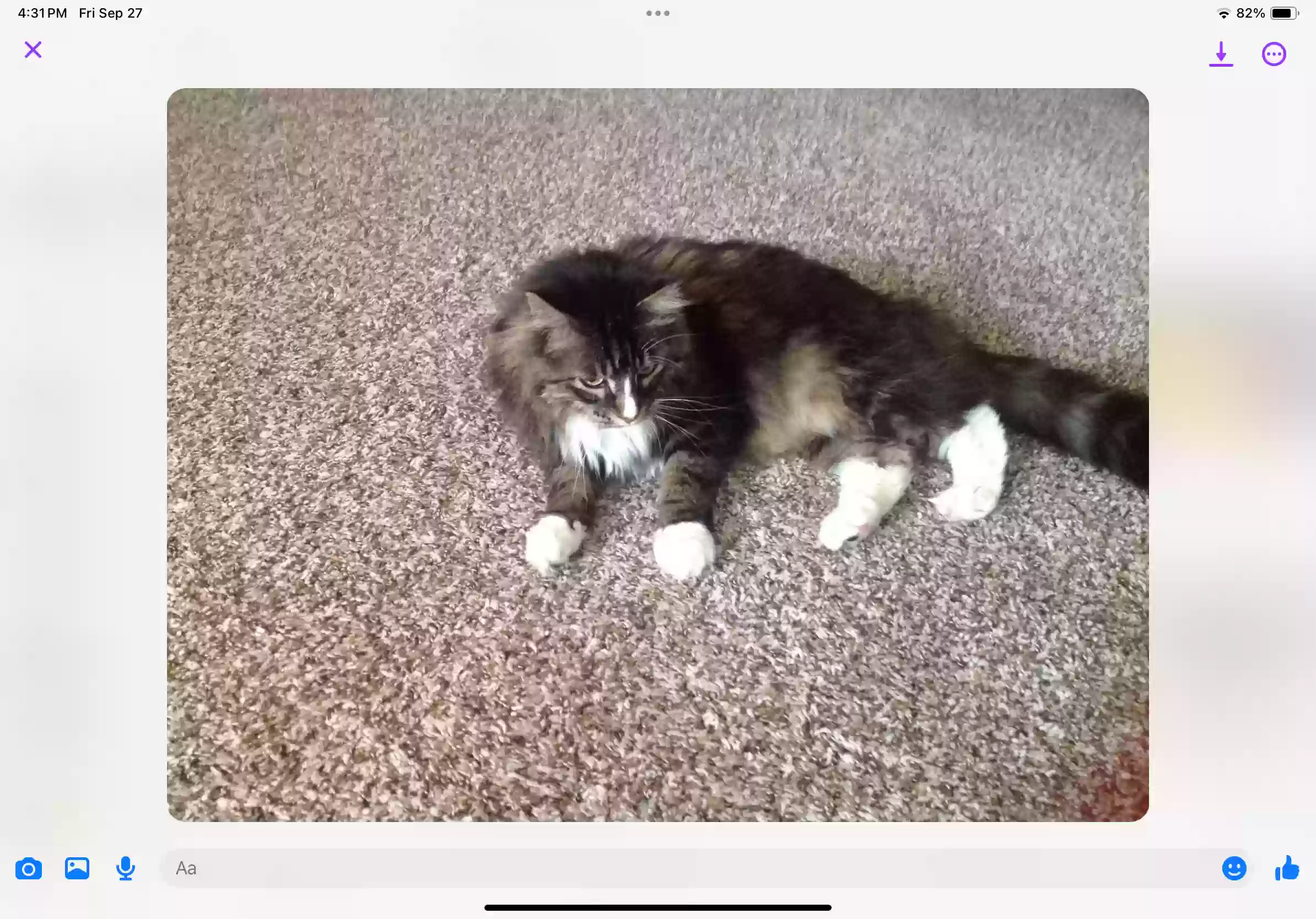 /lostandfound/images/lnfpets/original/179811_photo.webp