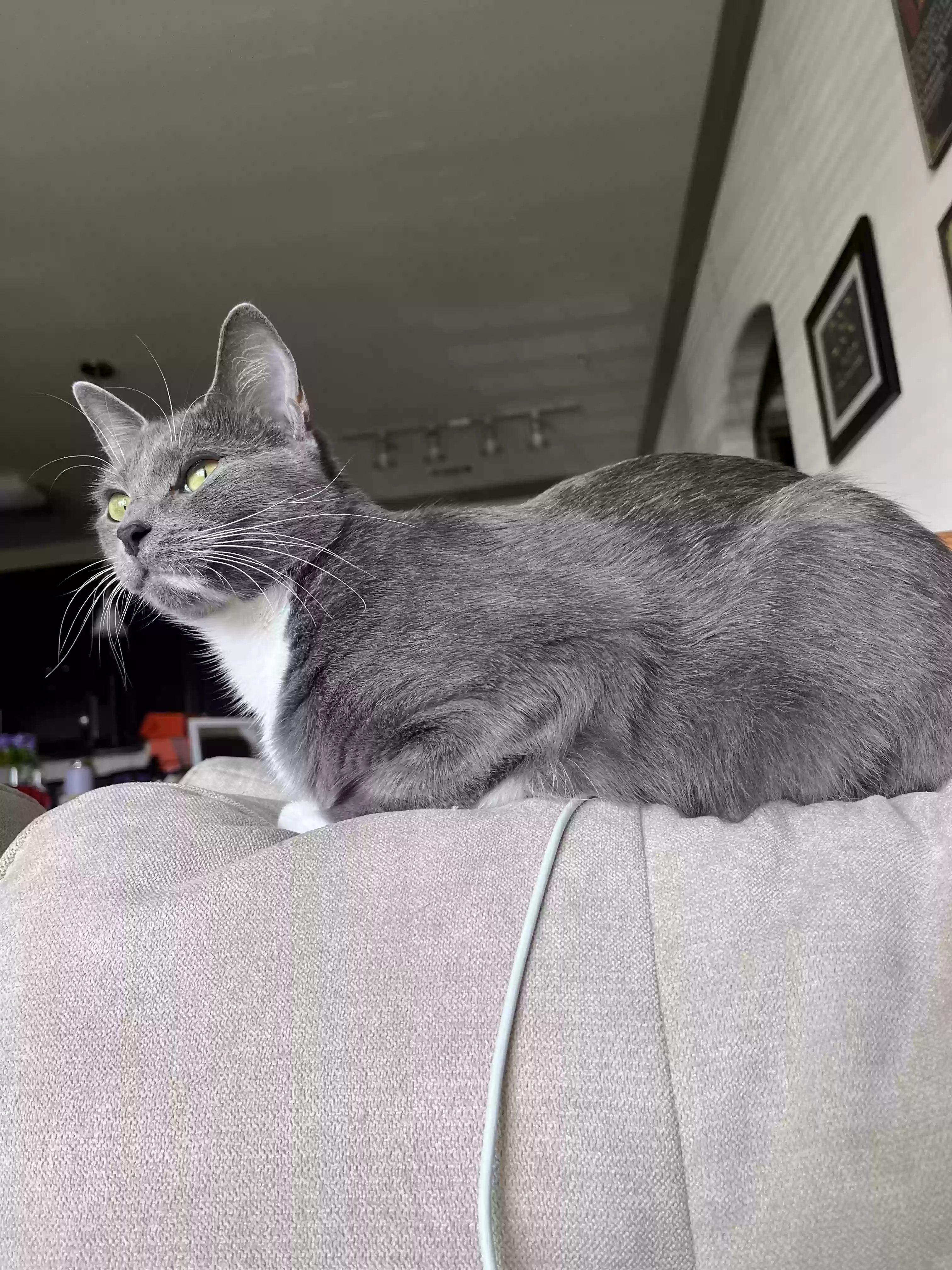 /lostandfound/images/lnfpets/original/179837_photo.webp