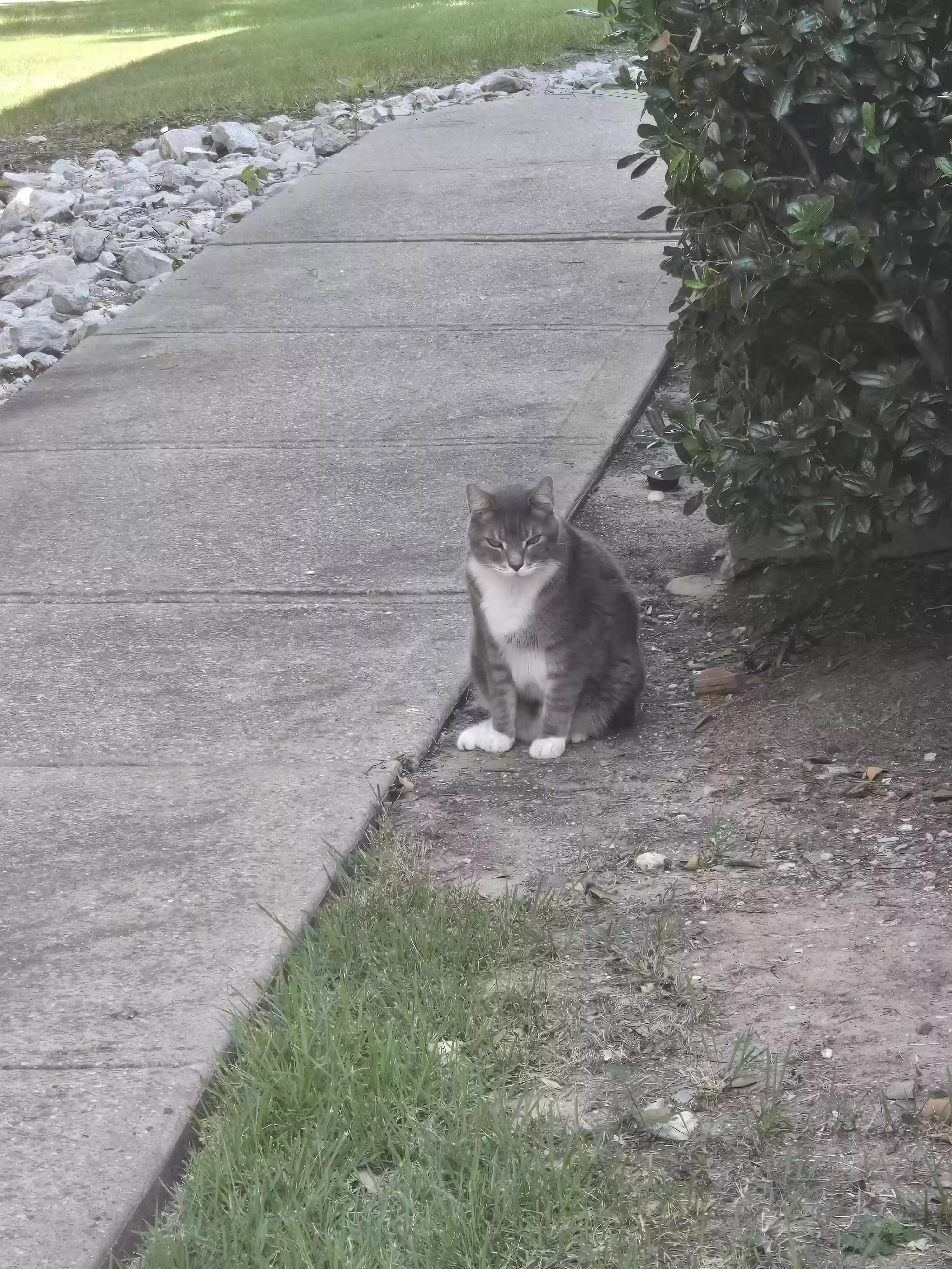 /lostandfound/images/lnfpets/original/179871_photo.webp