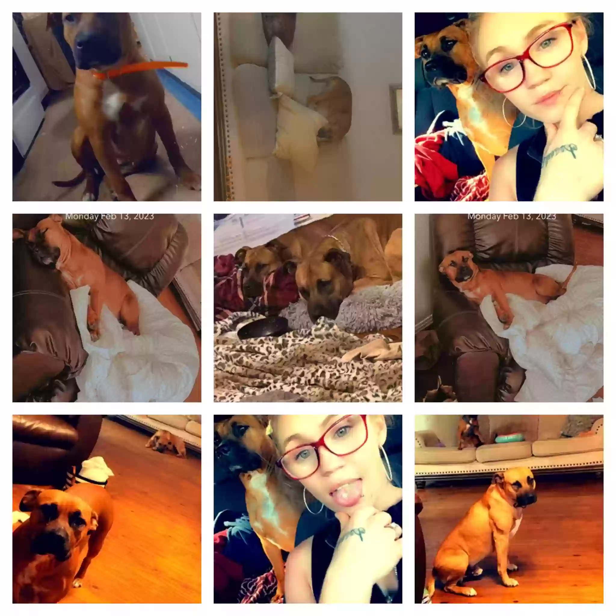 /lostandfound/images/lnfpets/original/179892_photo.webp