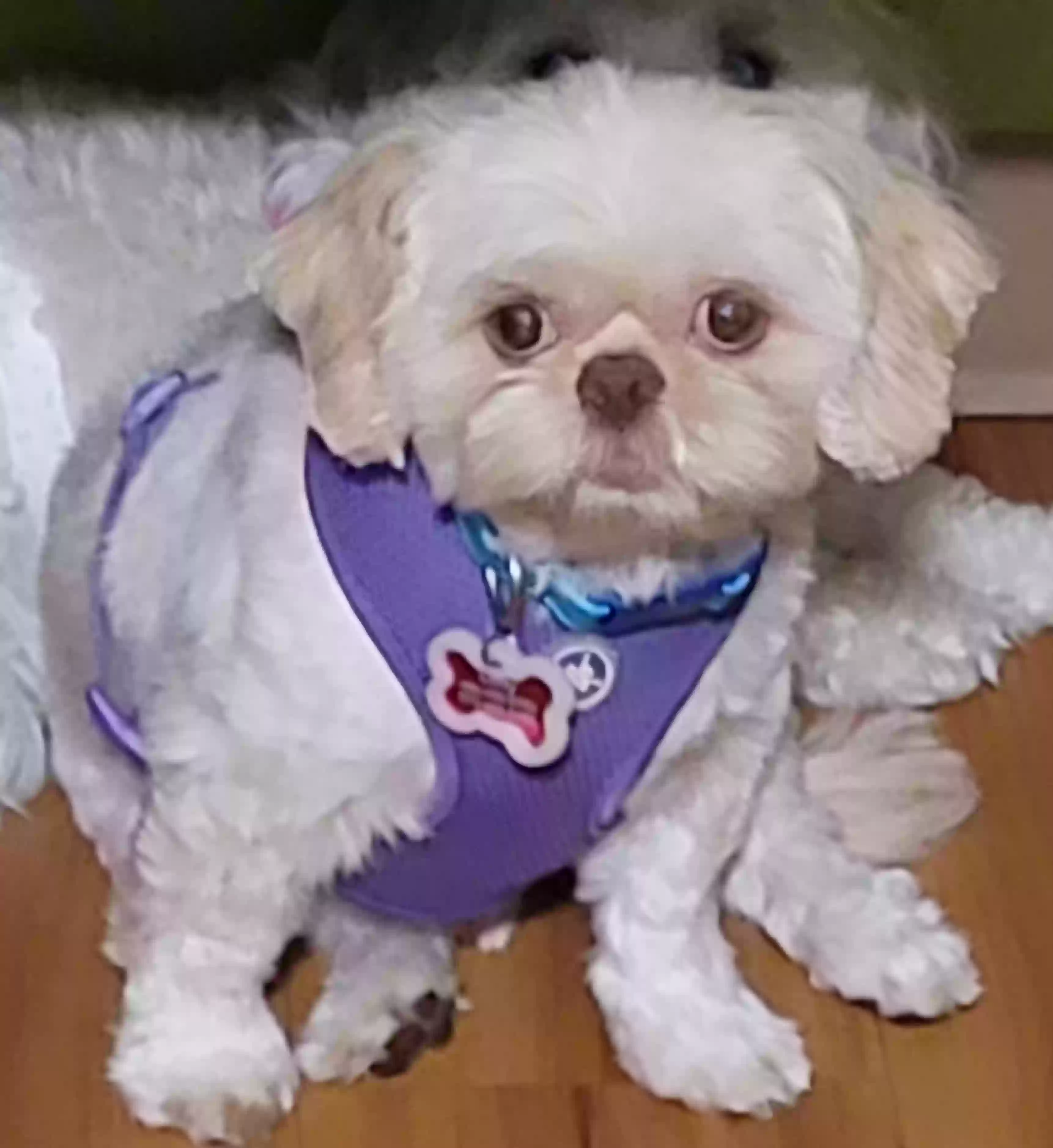 /lostandfound/images/lnfpets/original/179954_photo.webp