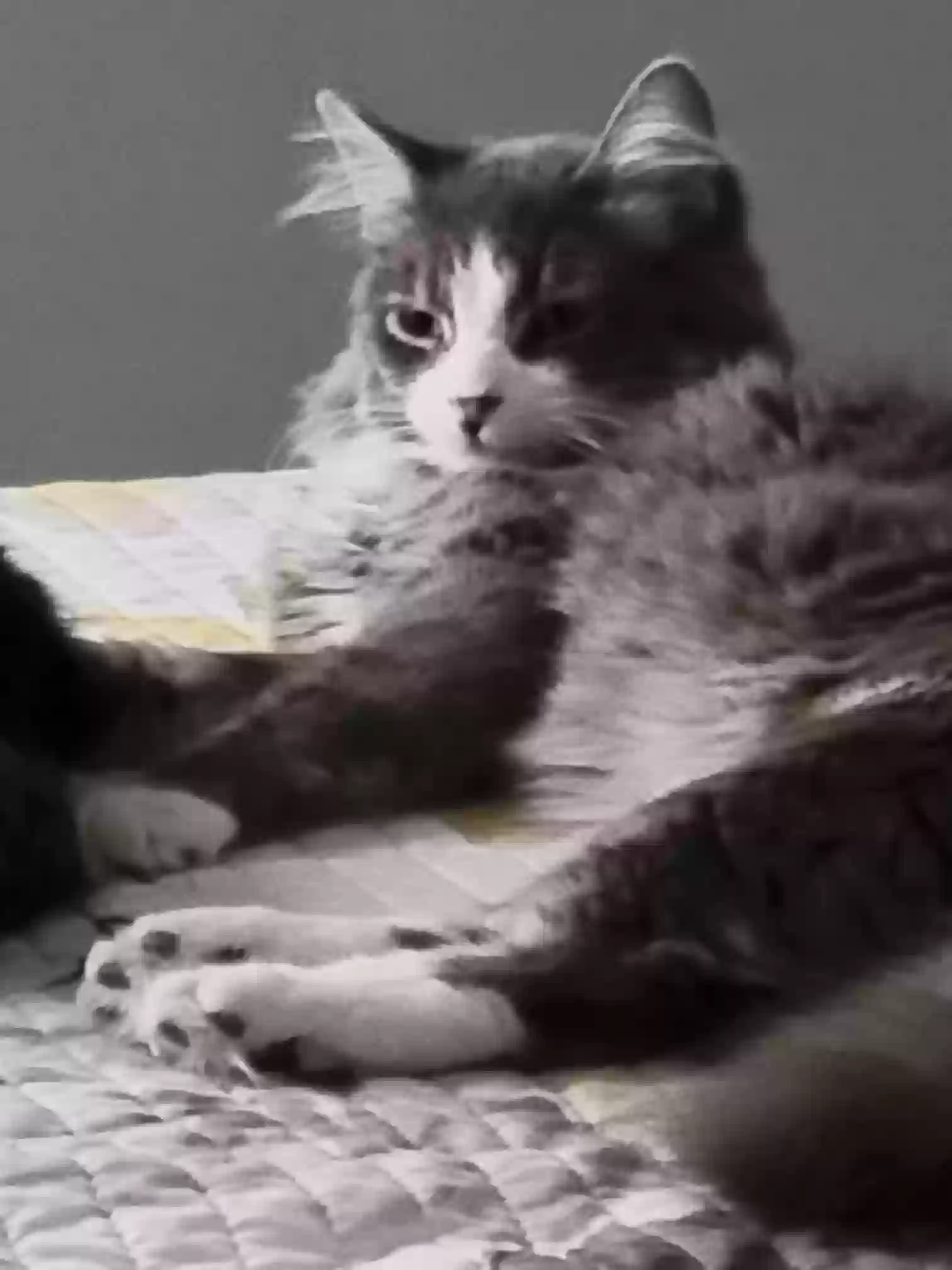 /lostandfound/images/lnfpets/original/179956_photo.webp