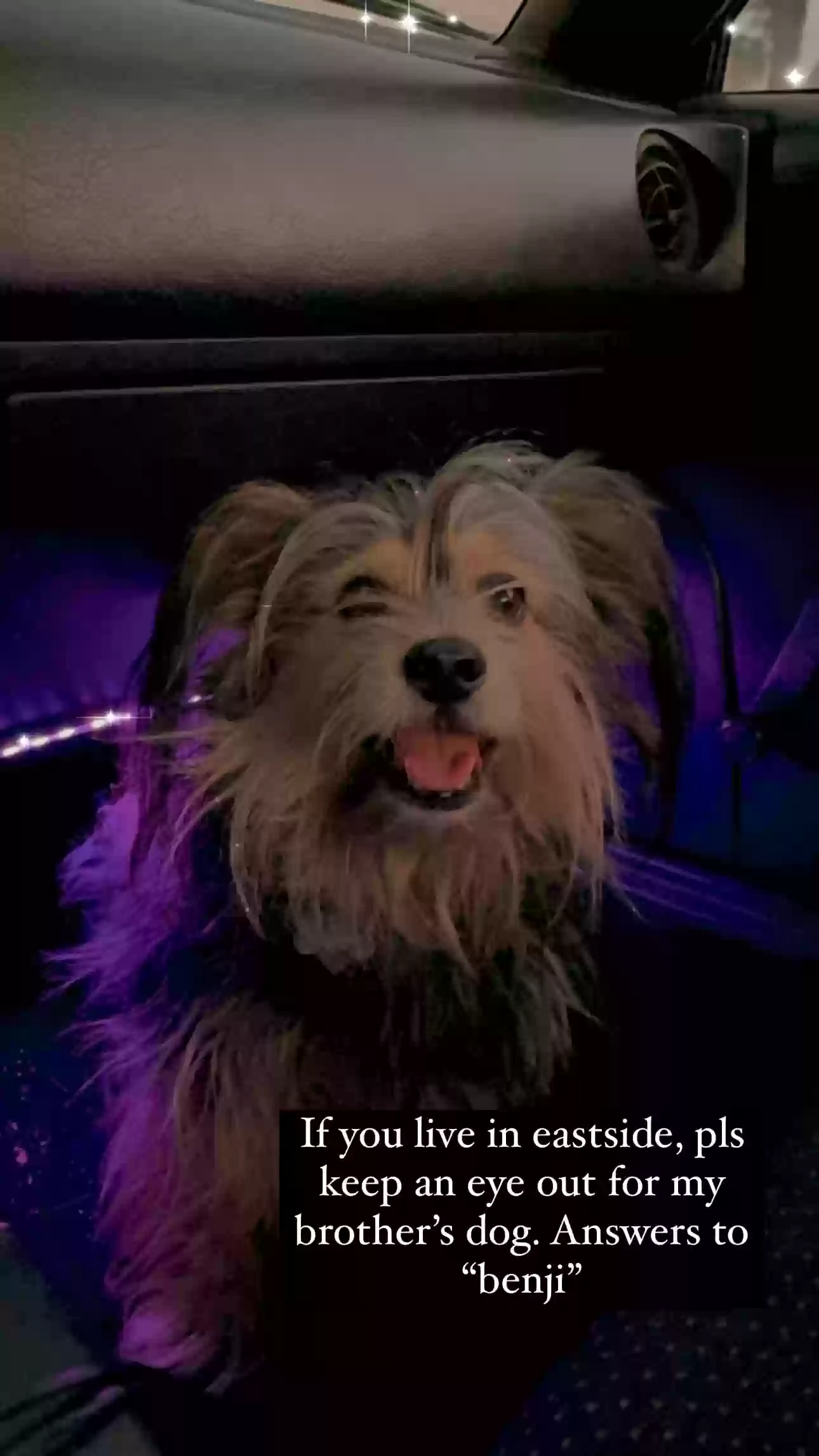 /lostandfound/images/lnfpets/original/180025_photo.webp