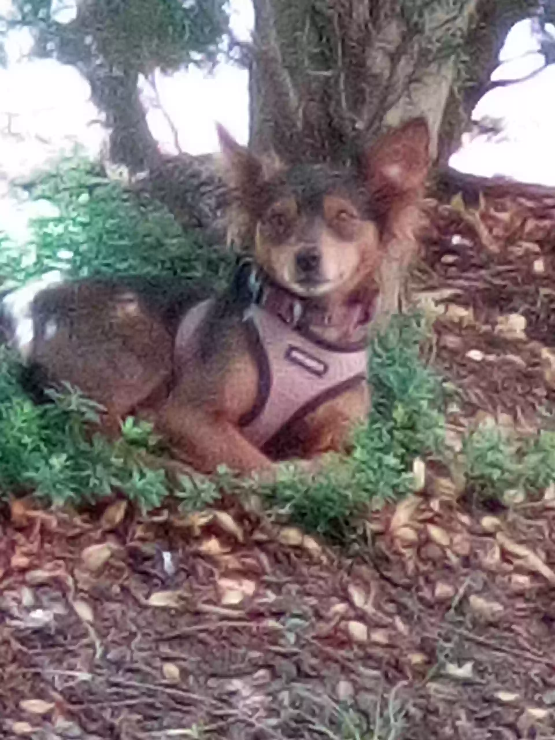 /lostandfound/images/lnfpets/original/180059_photo.webp