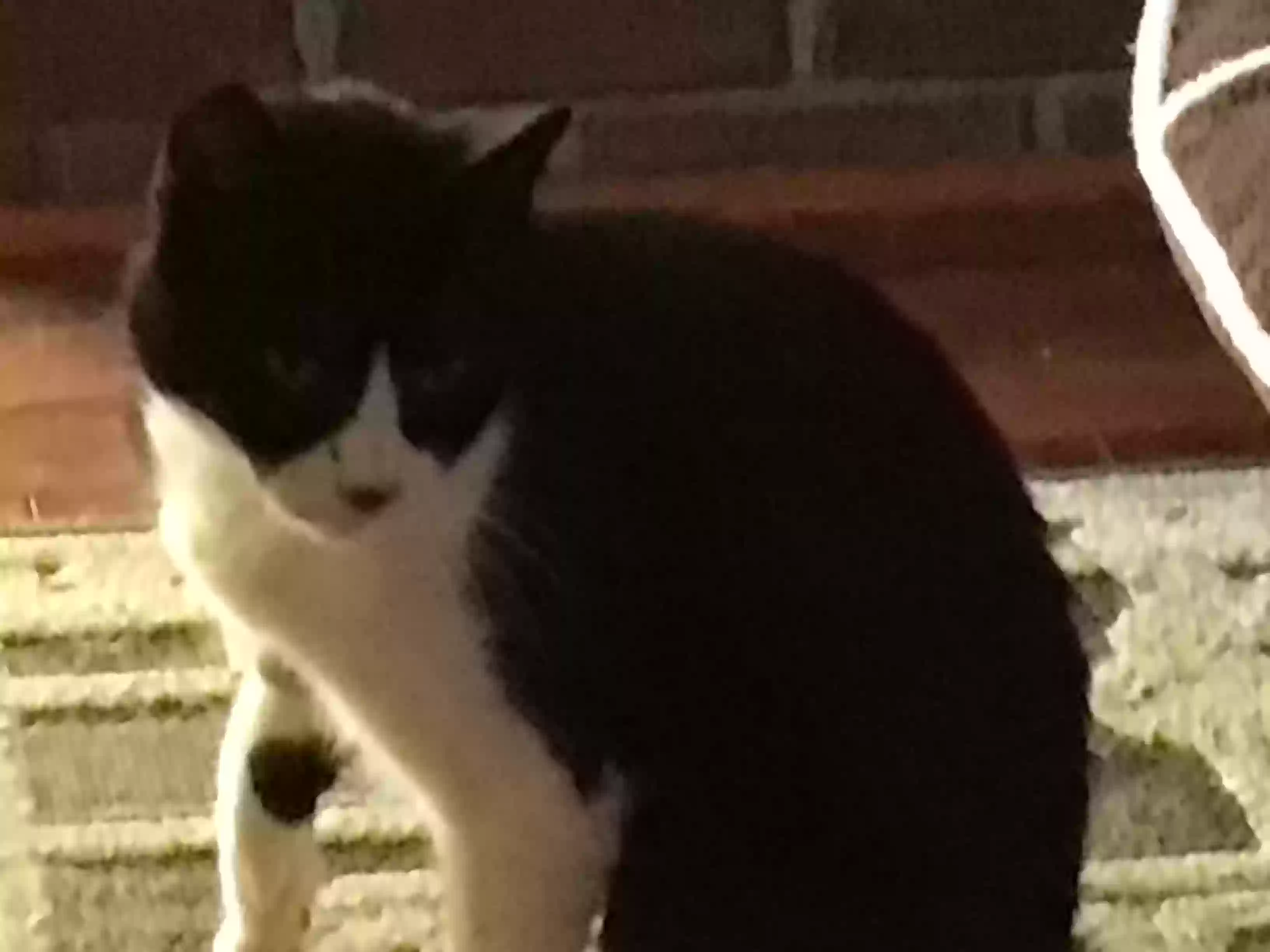 /lostandfound/images/lnfpets/original/180085_photo.webp