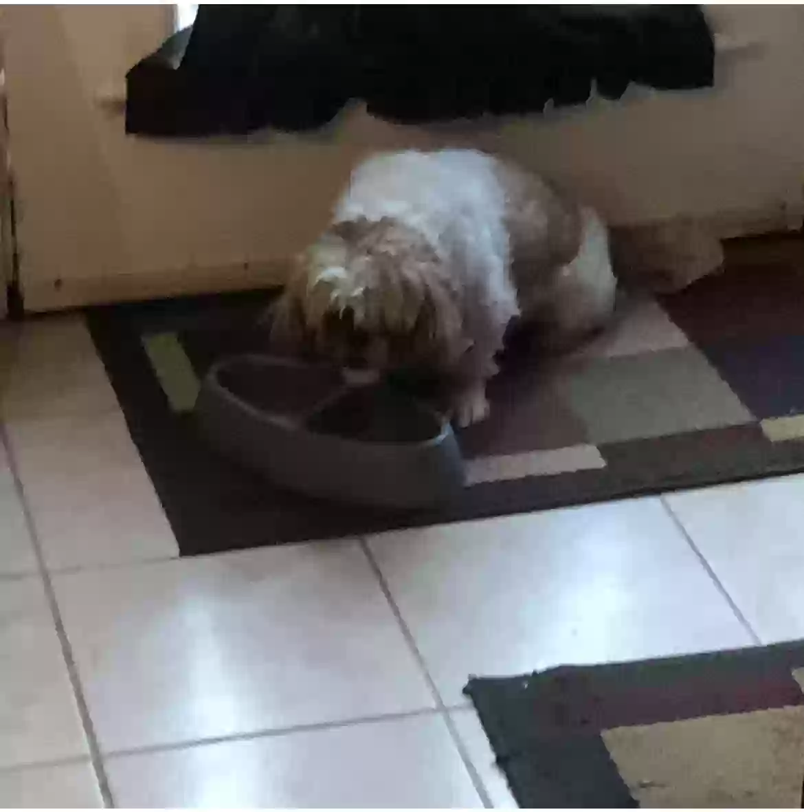 /lostandfound/images/lnfpets/original/180098_photo.webp