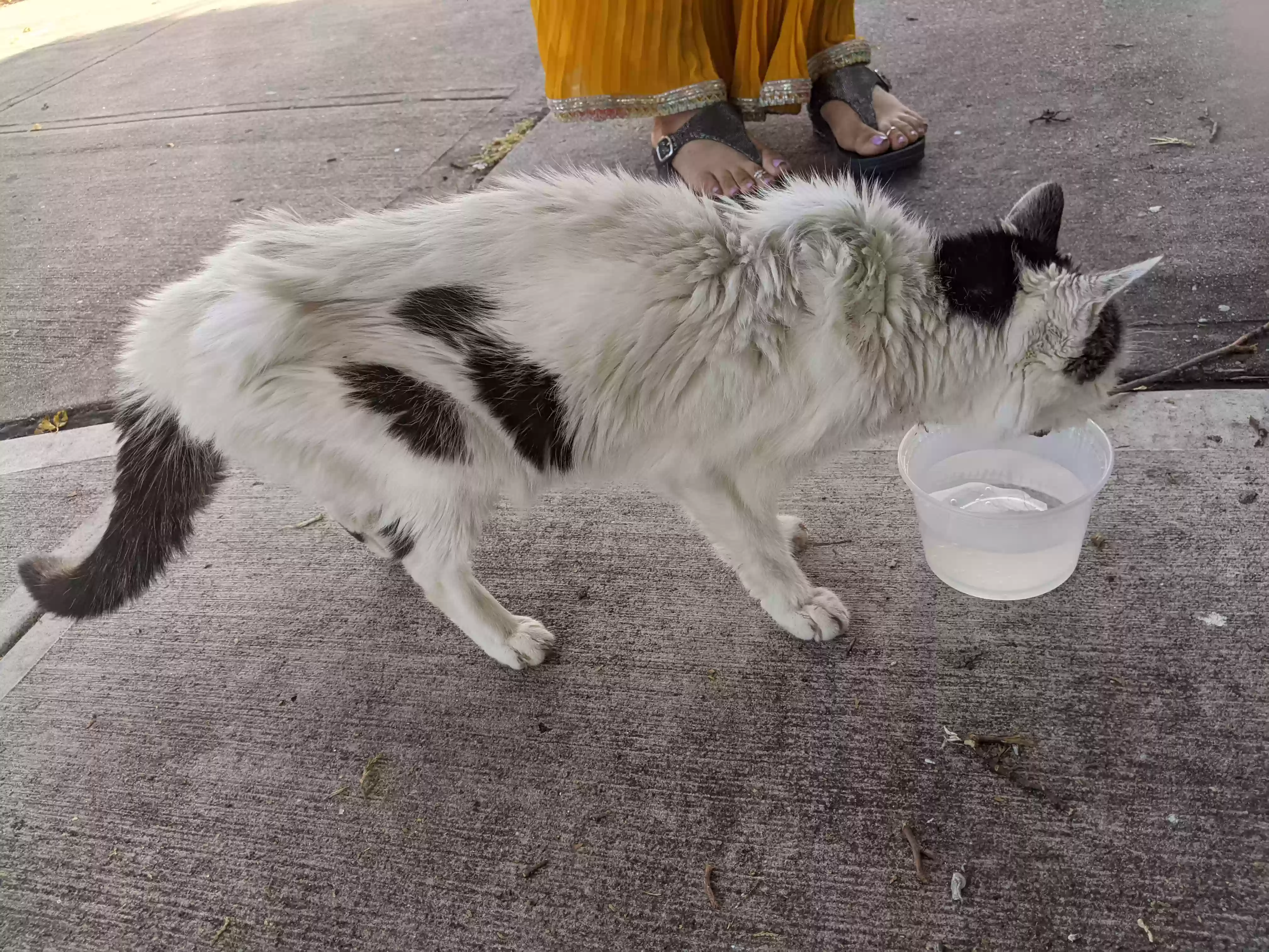 /lostandfound/images/lnfpets/original/180130_photo.webp