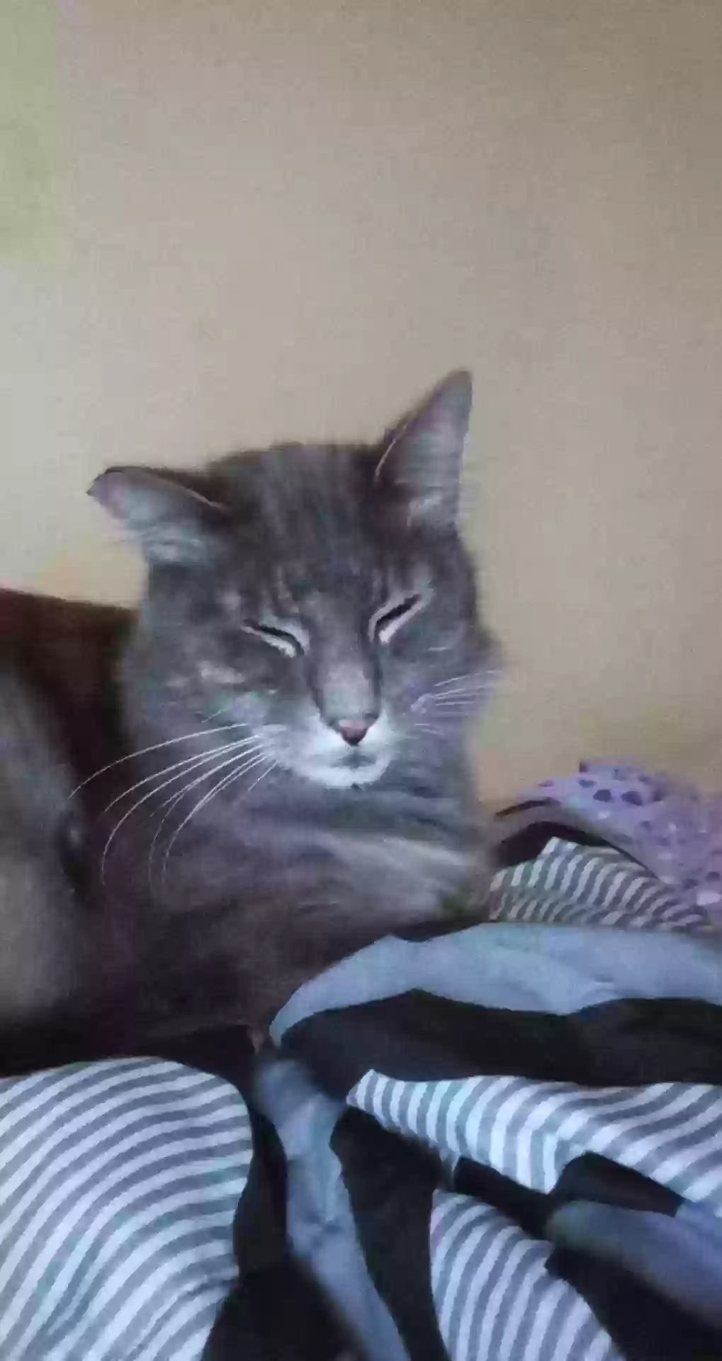 /lostandfound/images/lnfpets/original/180155_photo.webp