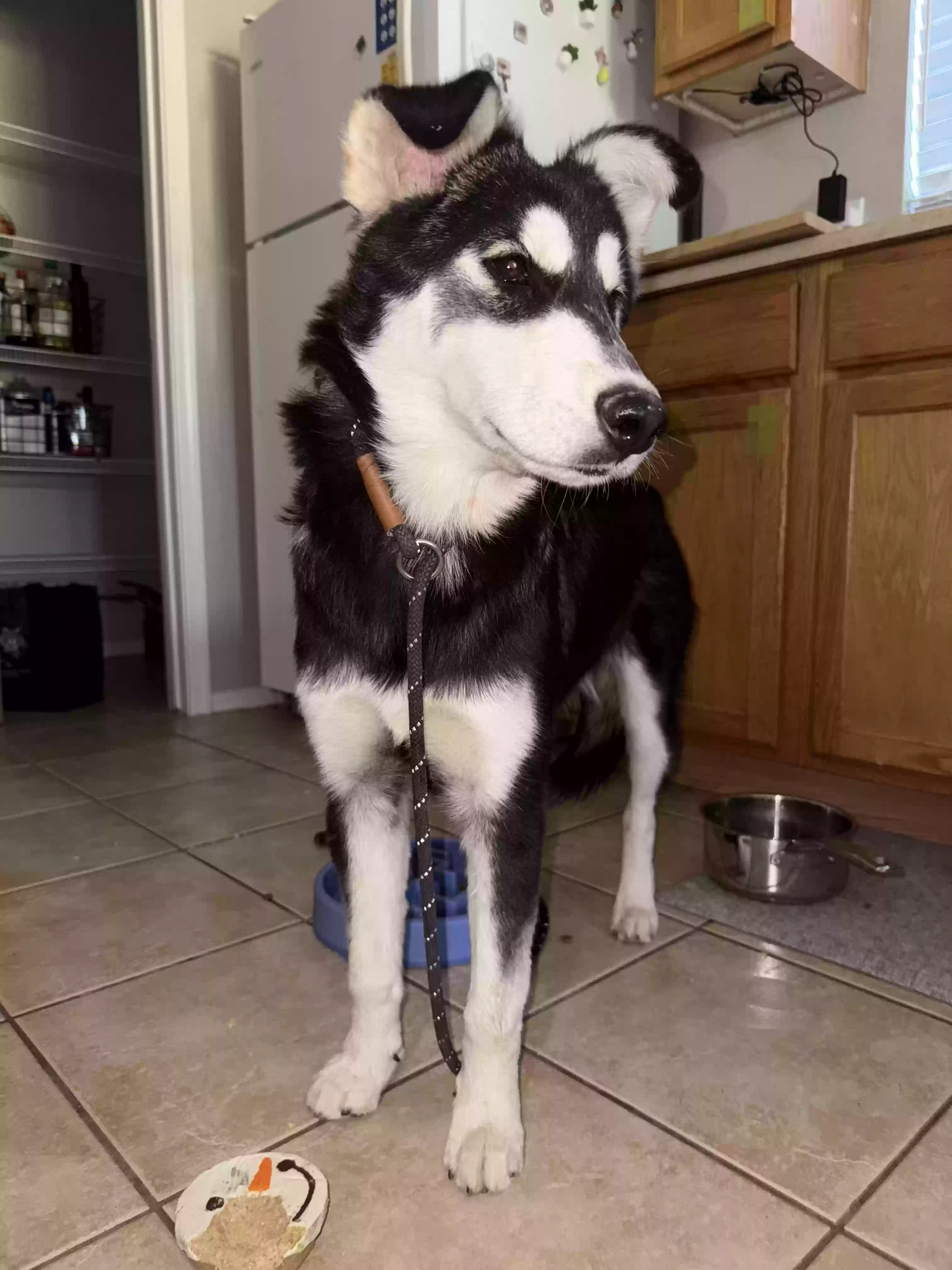 /lostandfound/images/lnfpets/original/180159_photo.webp