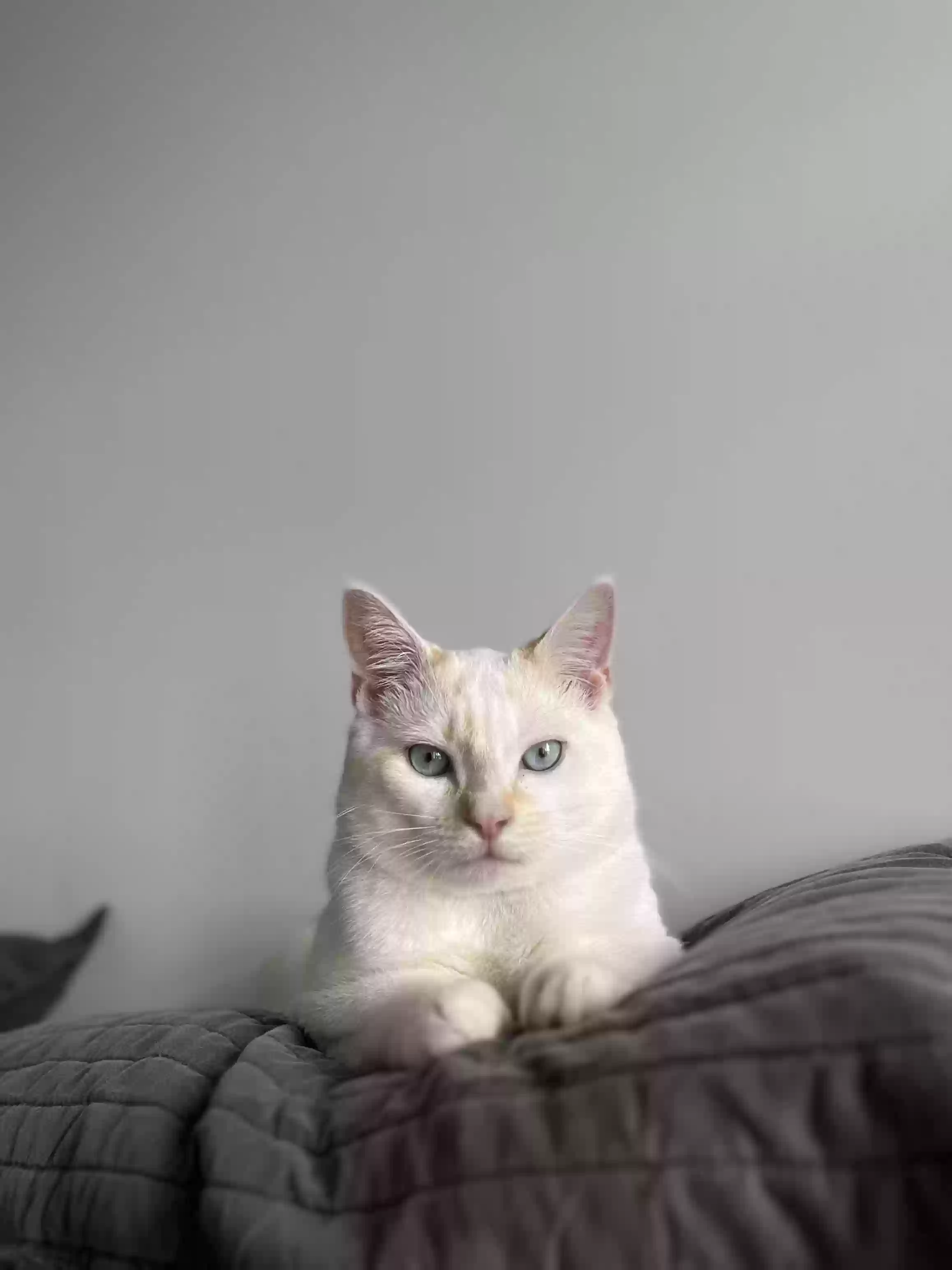 /lostandfound/images/lnfpets/original/180166_photo.webp