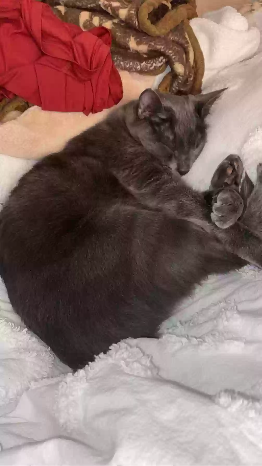 /lostandfound/images/lnfpets/original/180251_photo.webp