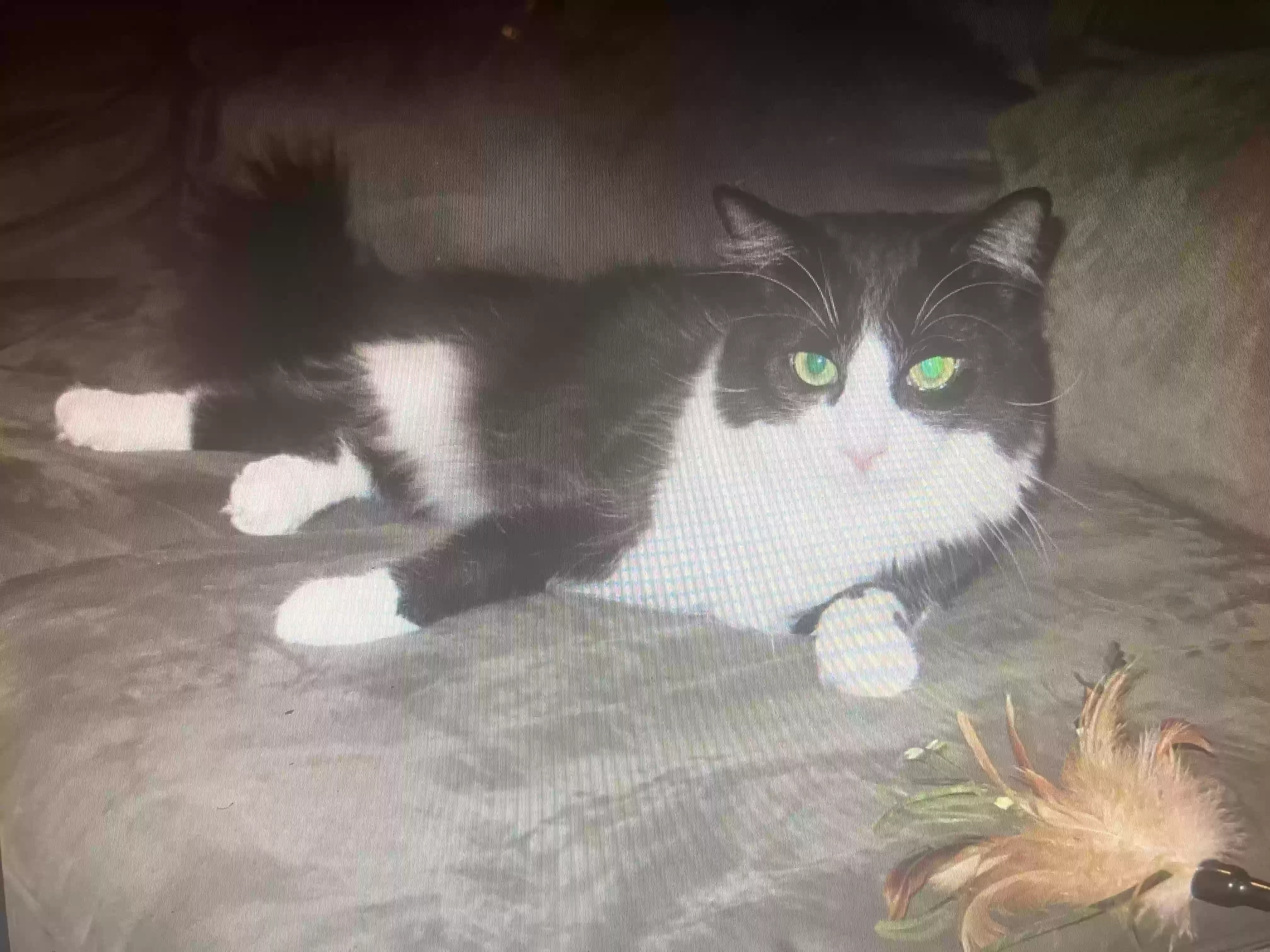 /lostandfound/images/lnfpets/original/180286_photo.webp