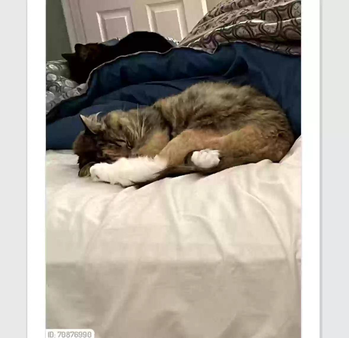 /lostandfound/images/lnfpets/original/180310_photo.webp