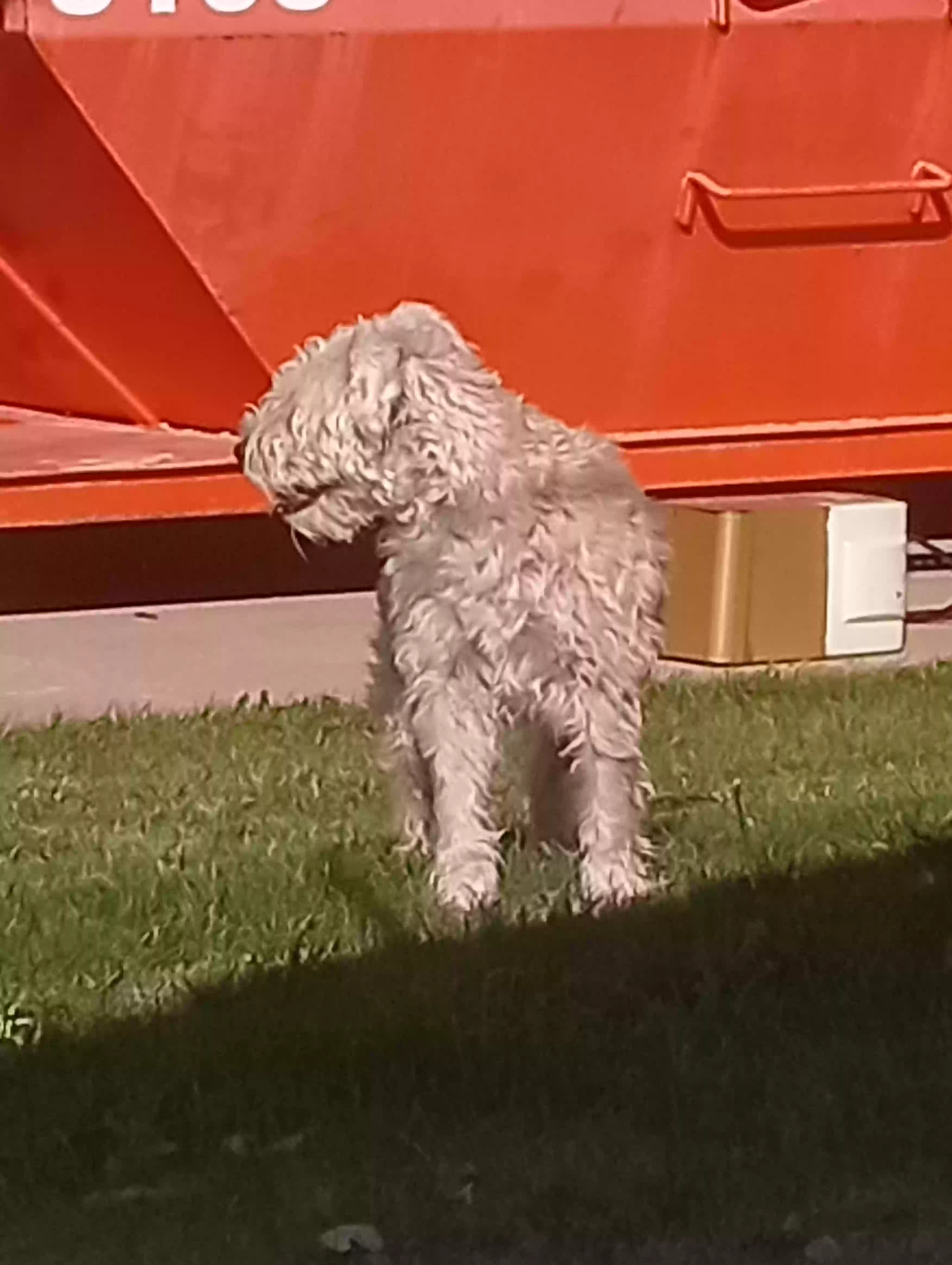 /lostandfound/images/lnfpets/original/180352_photo.webp