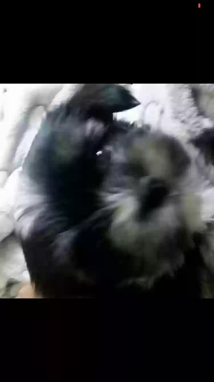 /lostandfound/images/lnfpets/original/180383_photo.webp