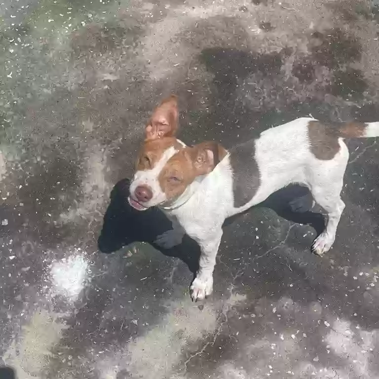 /lostandfound/images/lnfpets/original/180474_photo.webp