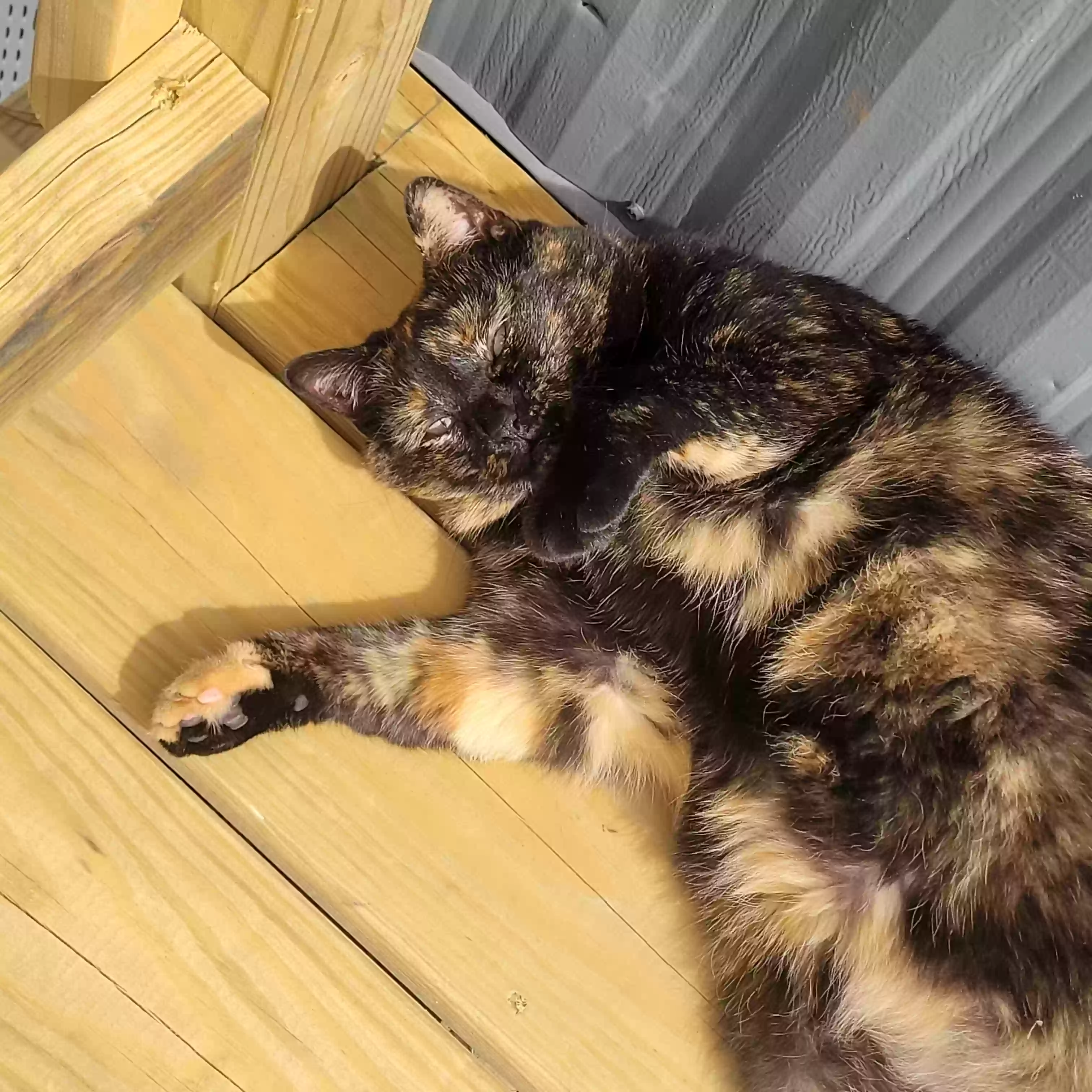 /lostandfound/images/lnfpets/original/180512_photo.webp