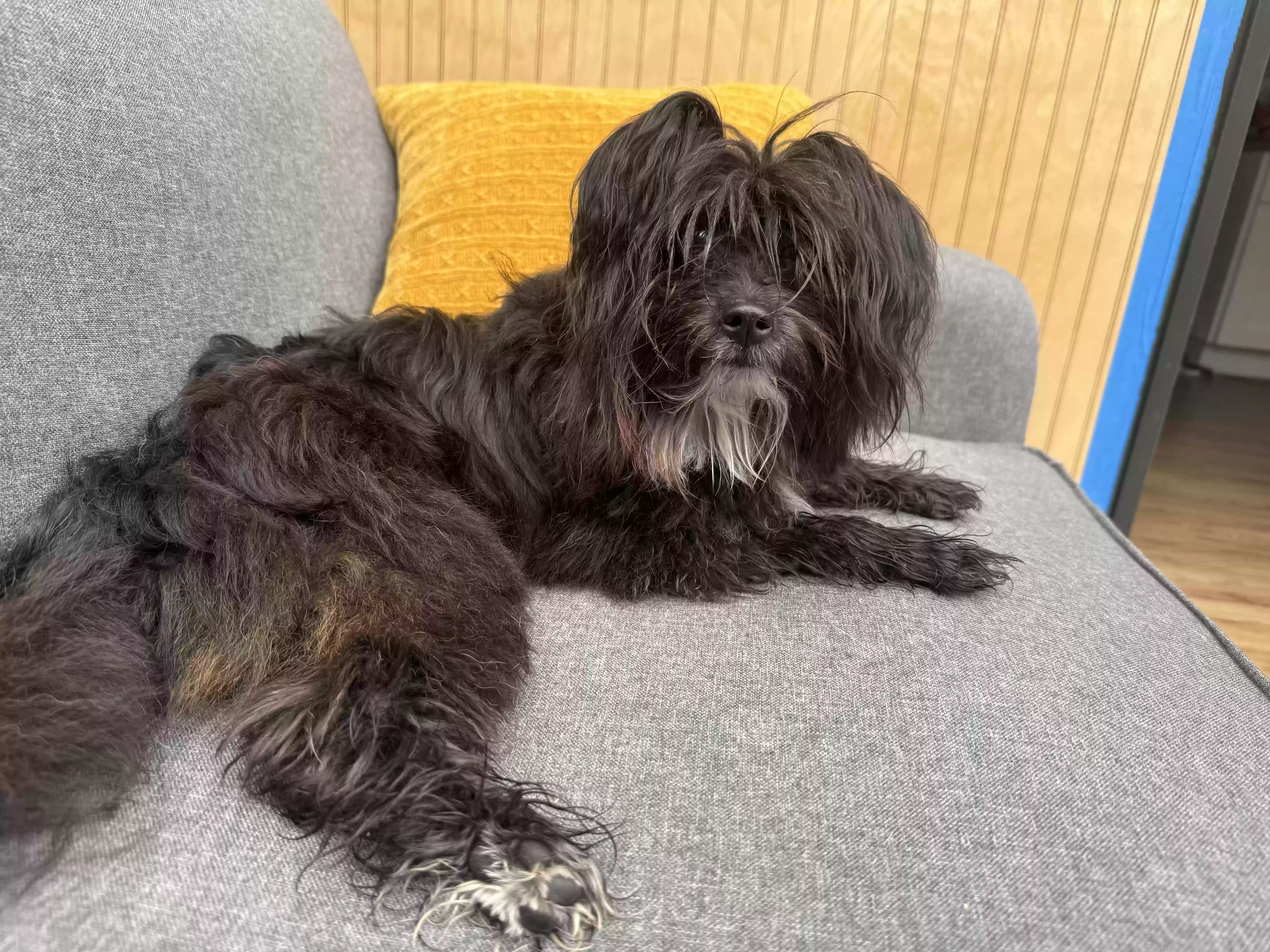/lostandfound/images/lnfpets/original/180545_photo.webp