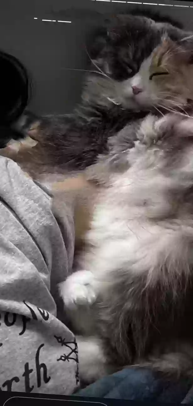 /lostandfound/images/lnfpets/original/180711_photo.webp