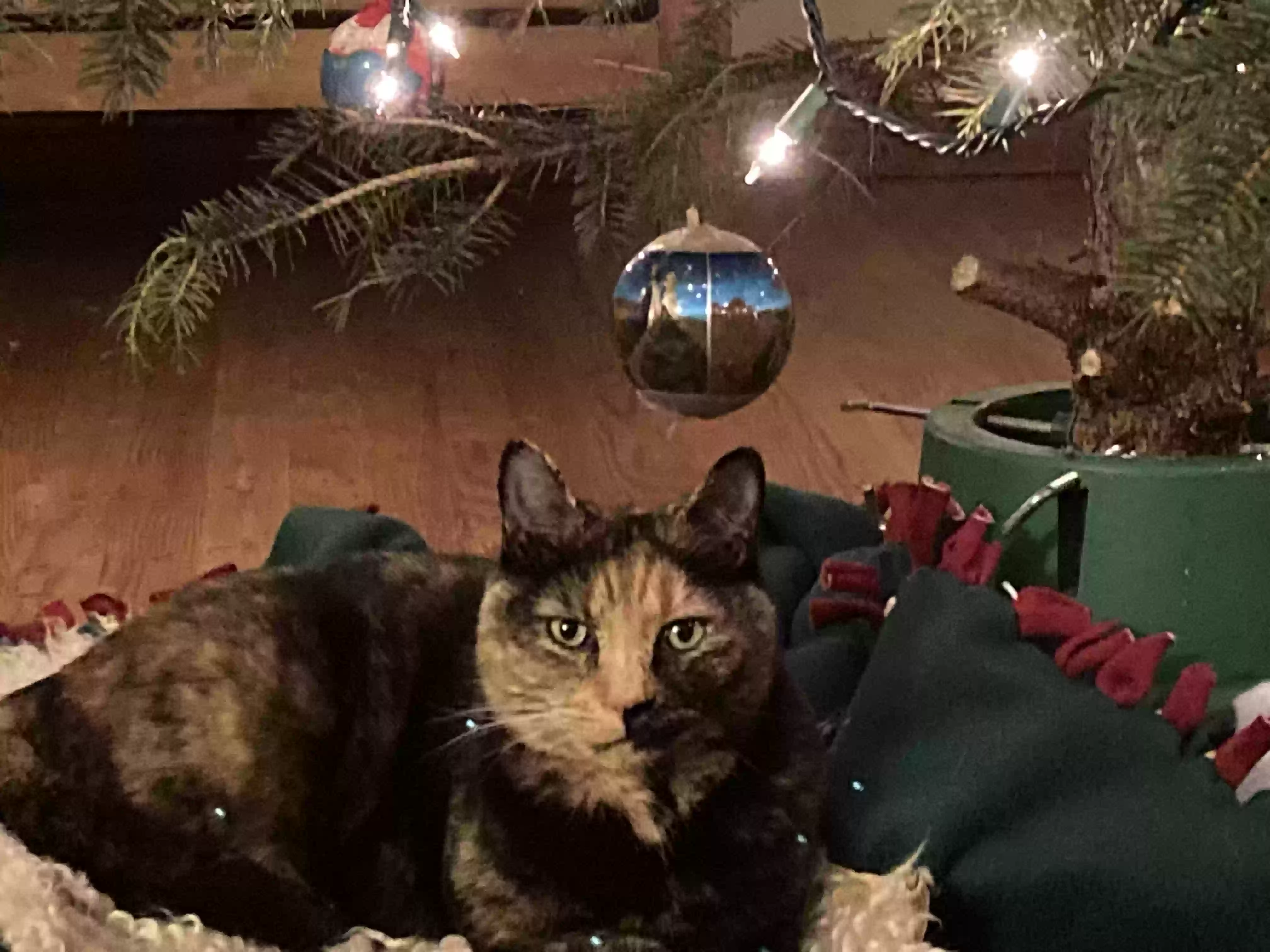 /lostandfound/images/lnfpets/original/180727_photo.webp