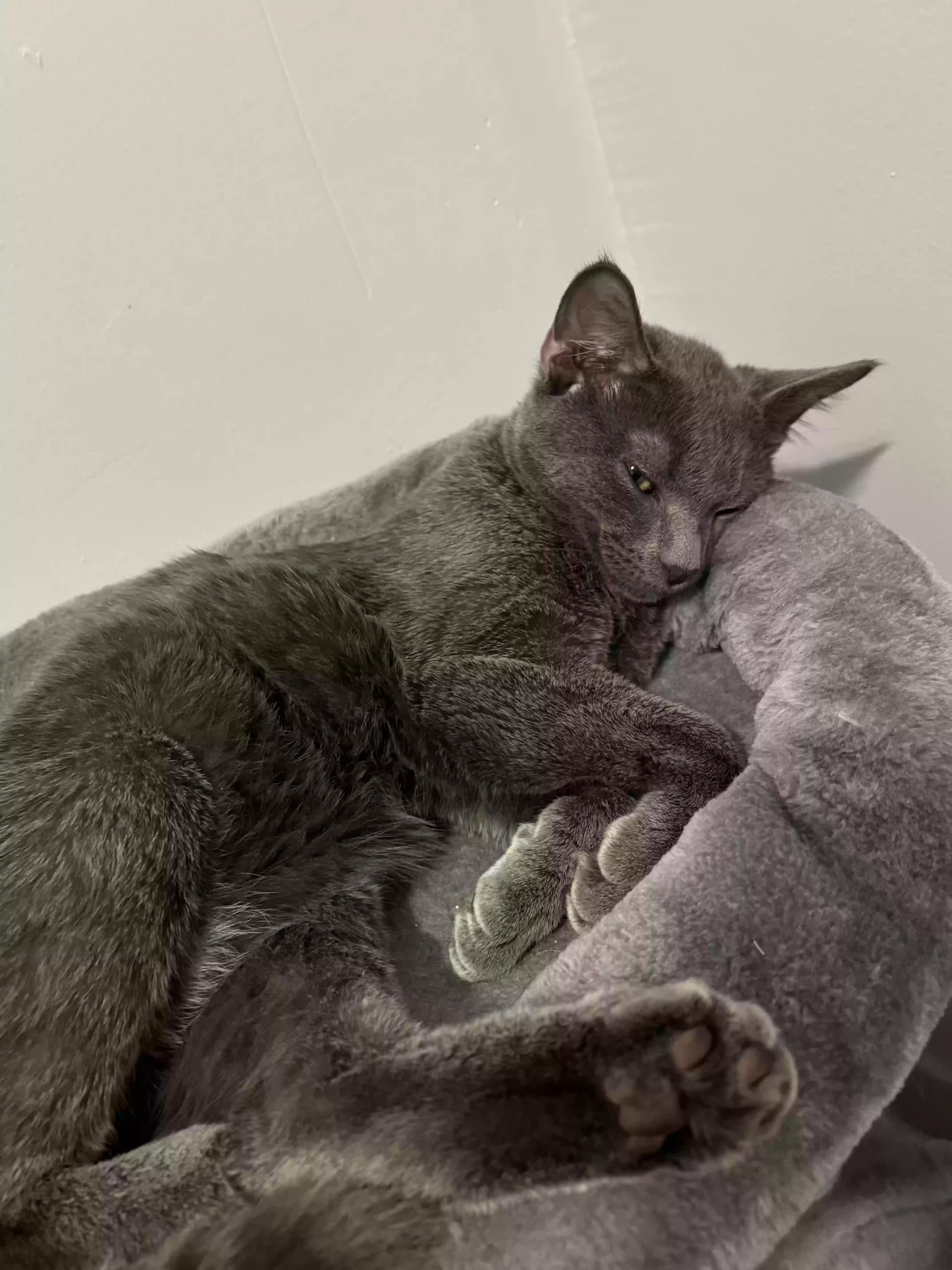 /lostandfound/images/lnfpets/original/180826_photo.webp