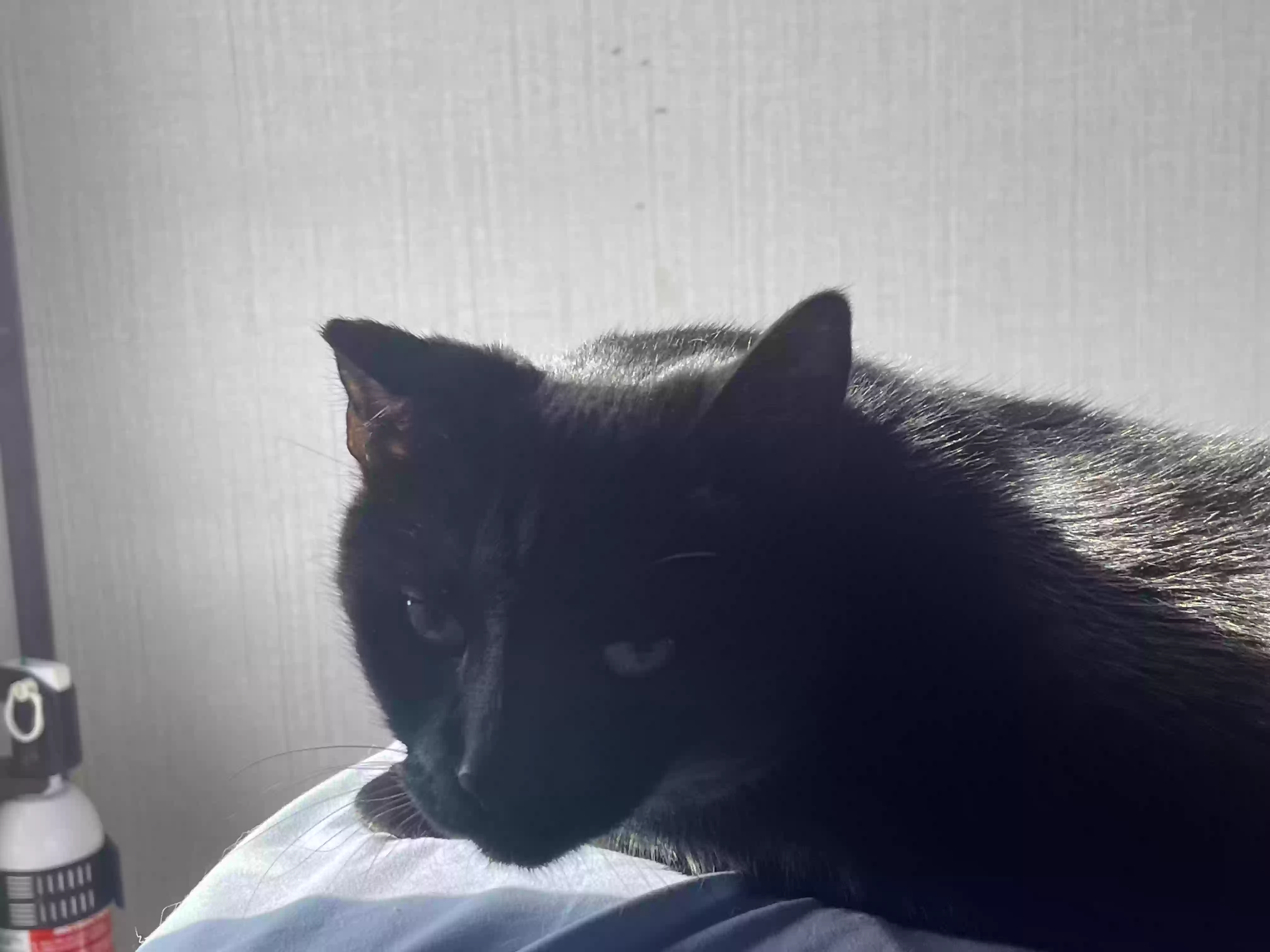 /lostandfound/images/lnfpets/original/180868_photo.webp