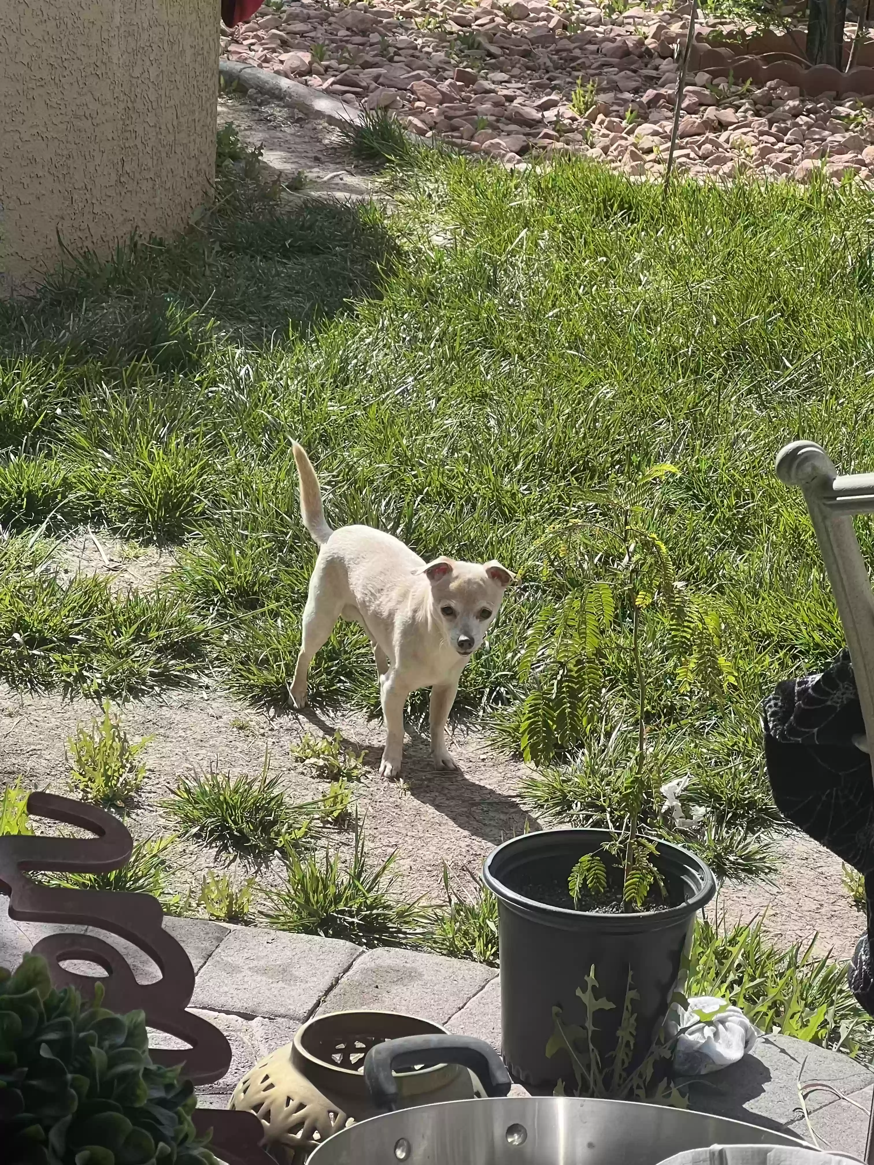 /lostandfound/images/lnfpets/original/180910_photo.webp