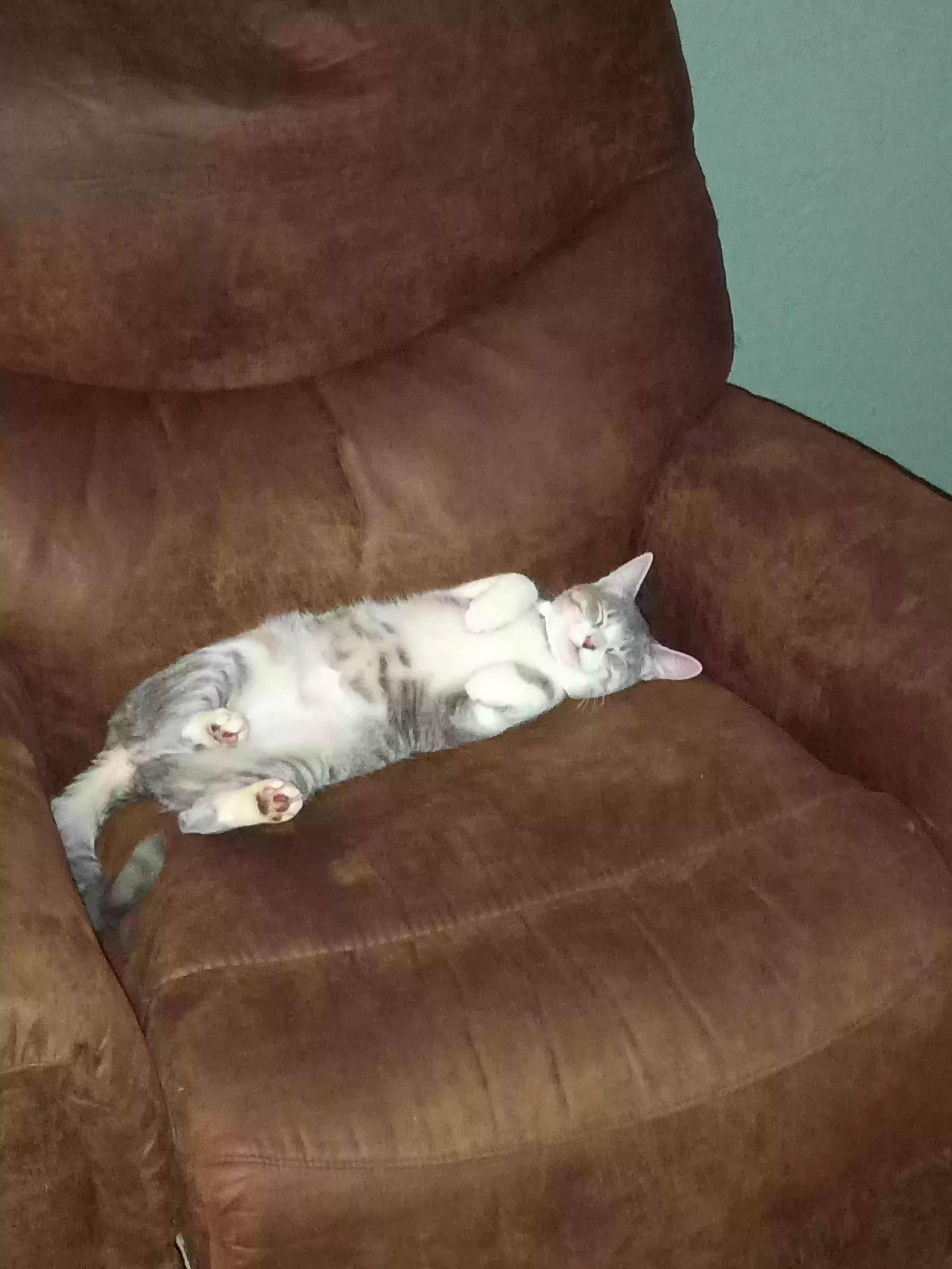 /lostandfound/images/lnfpets/original/180930_photo.webp