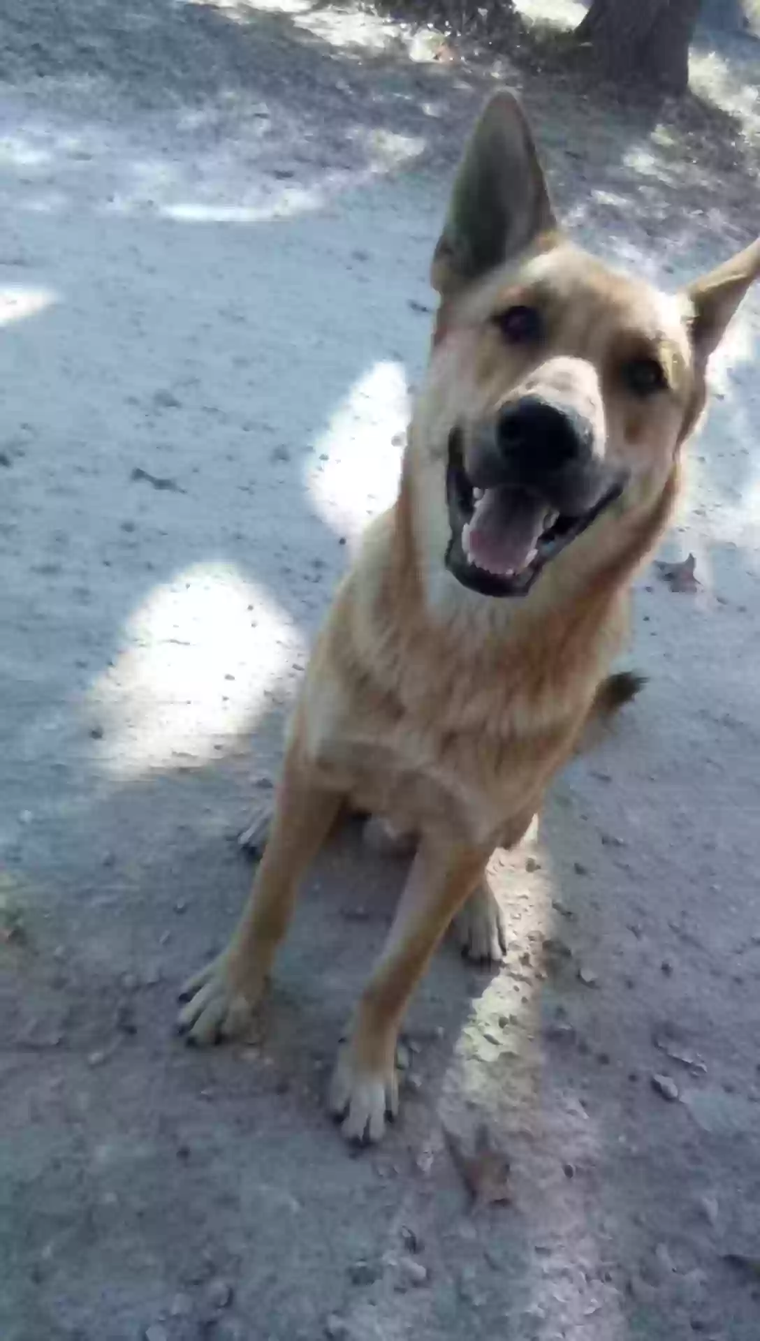 /lostandfound/images/lnfpets/original/180958_photo.webp