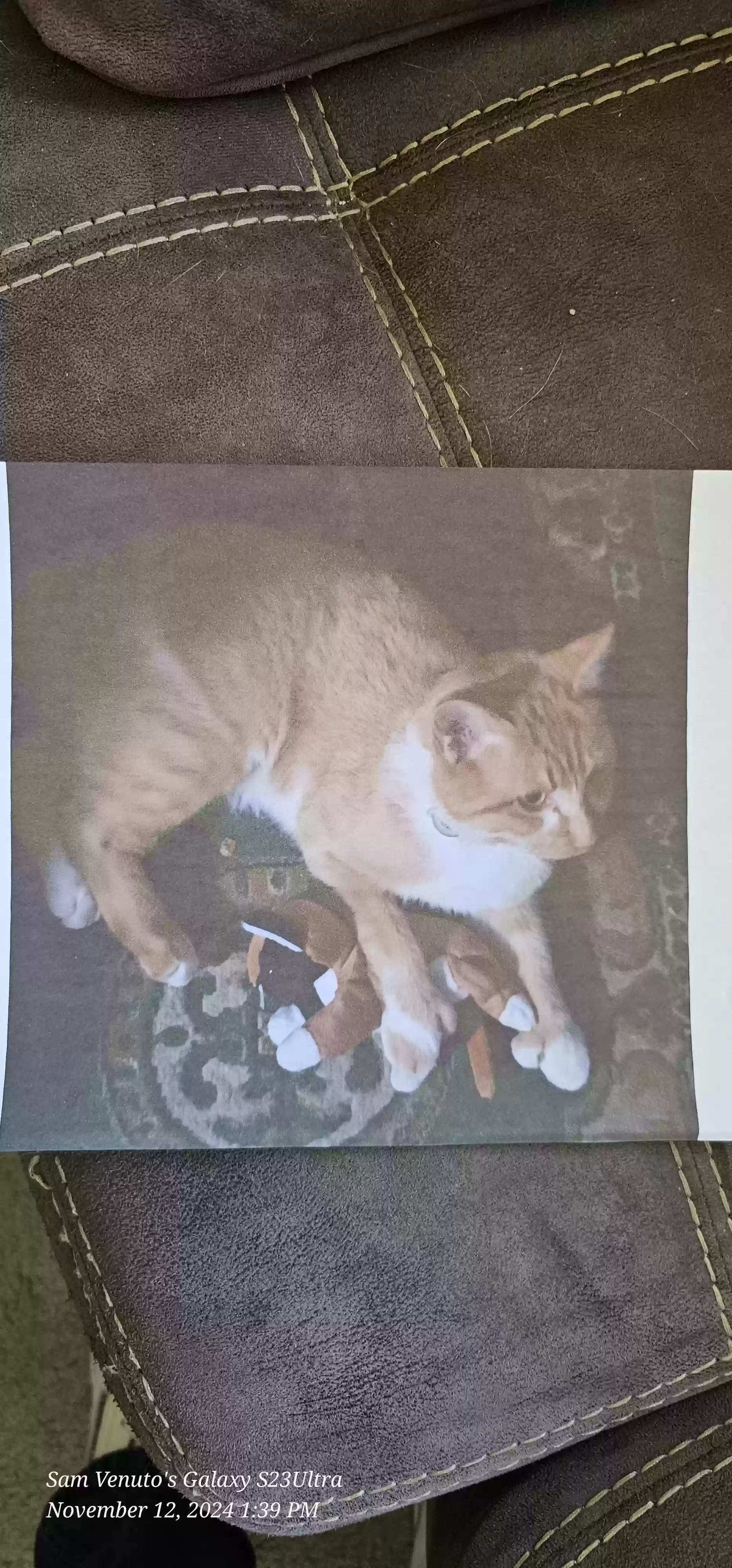 /lostandfound/images/lnfpets/original/180996_photo.webp