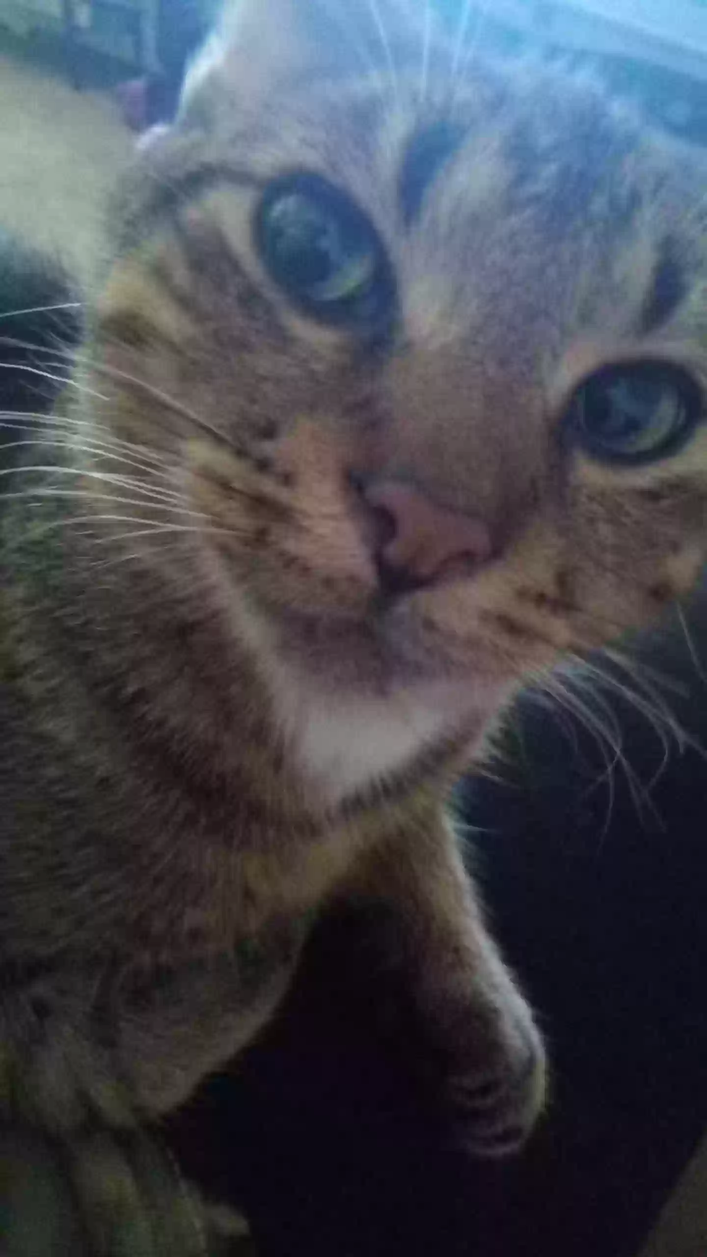/lostandfound/images/lnfpets/original/181005_photo.webp