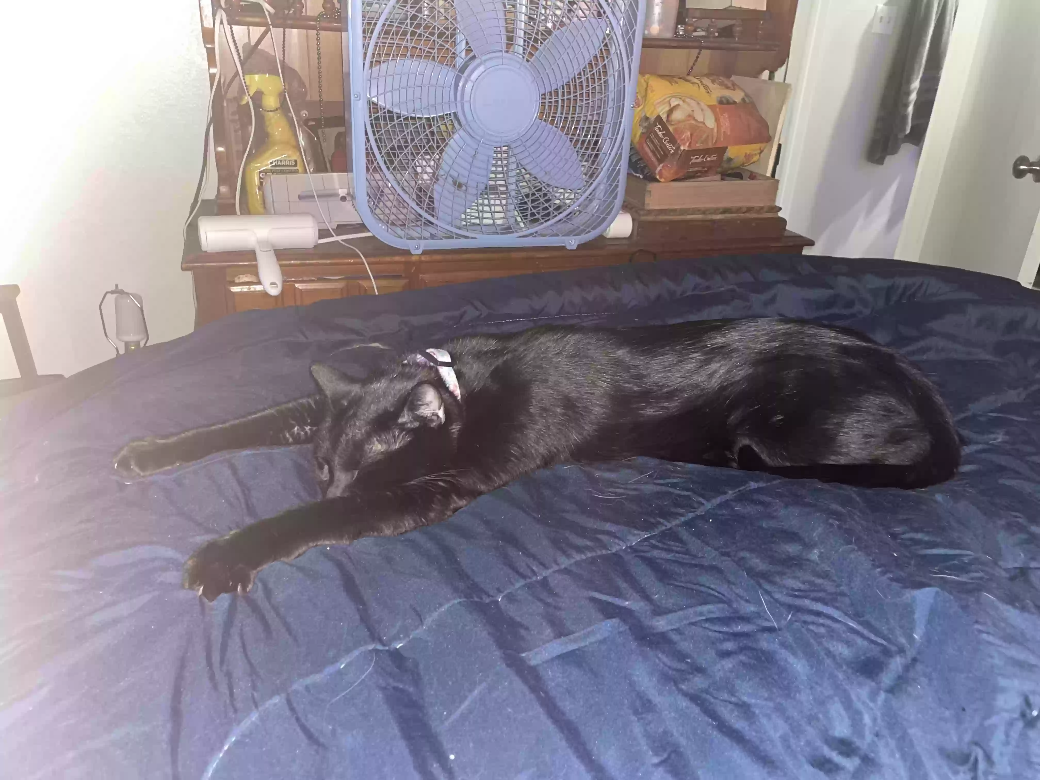 /lostandfound/images/lnfpets/original/181052_photo.webp