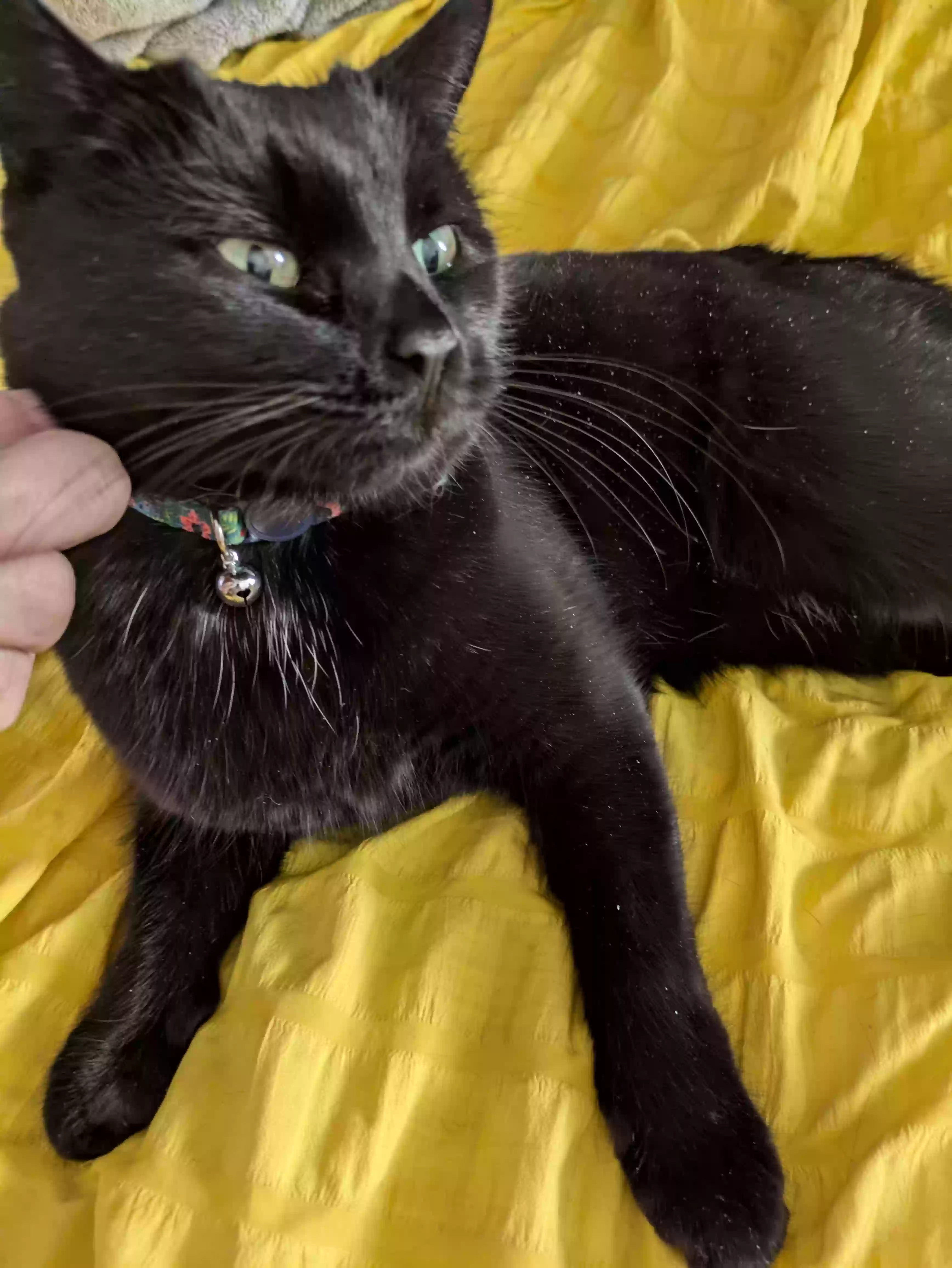 /lostandfound/images/lnfpets/original/181057_photo.webp