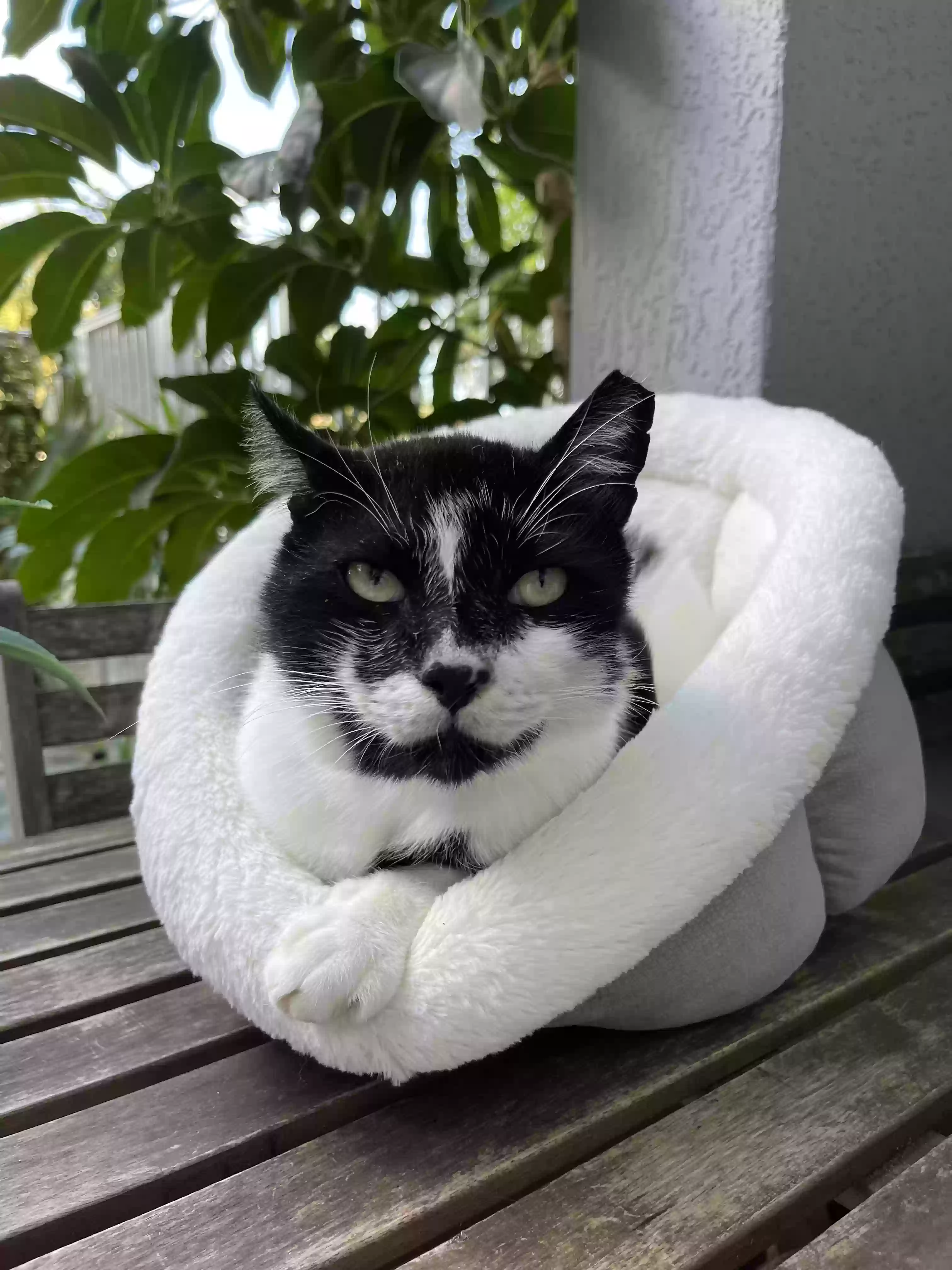 /lostandfound/images/lnfpets/original/181063_photo.webp