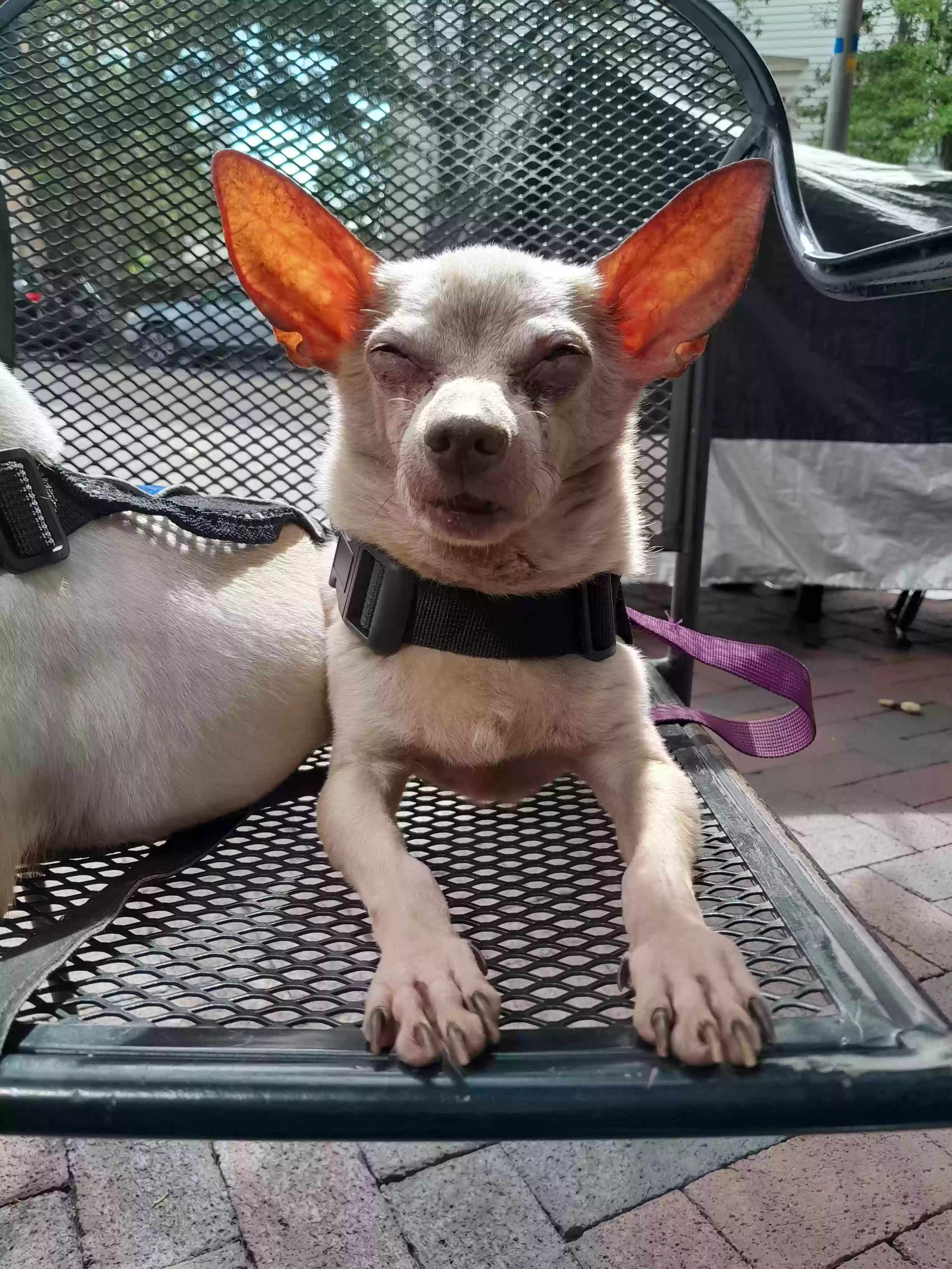 /lostandfound/images/lnfpets/original/181111_photo.webp