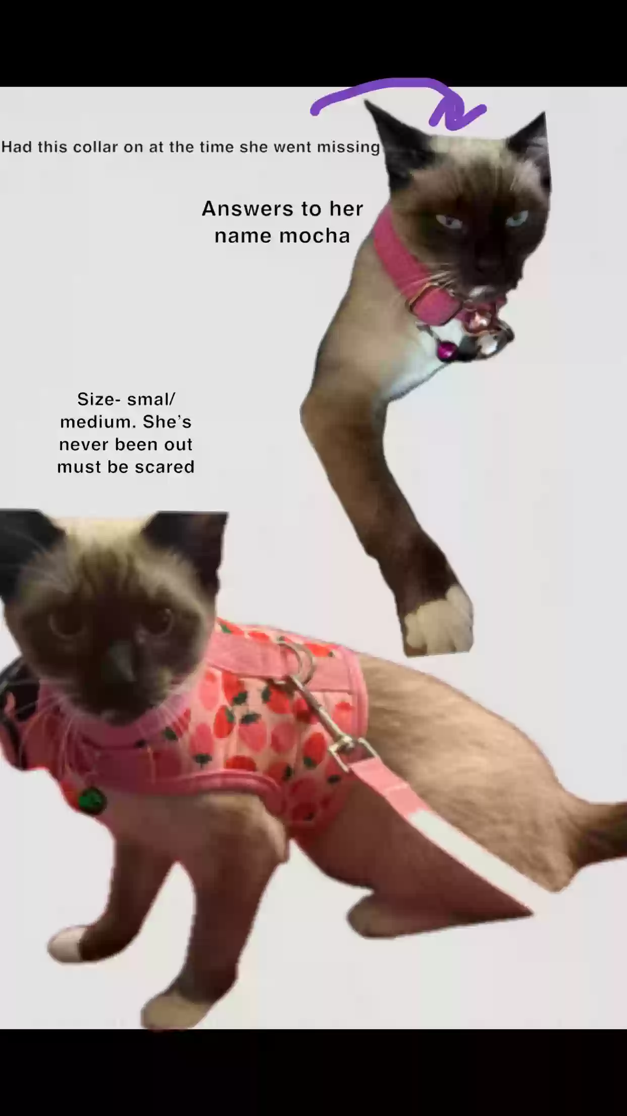 /lostandfound/images/lnfpets/original/181120_photo.webp