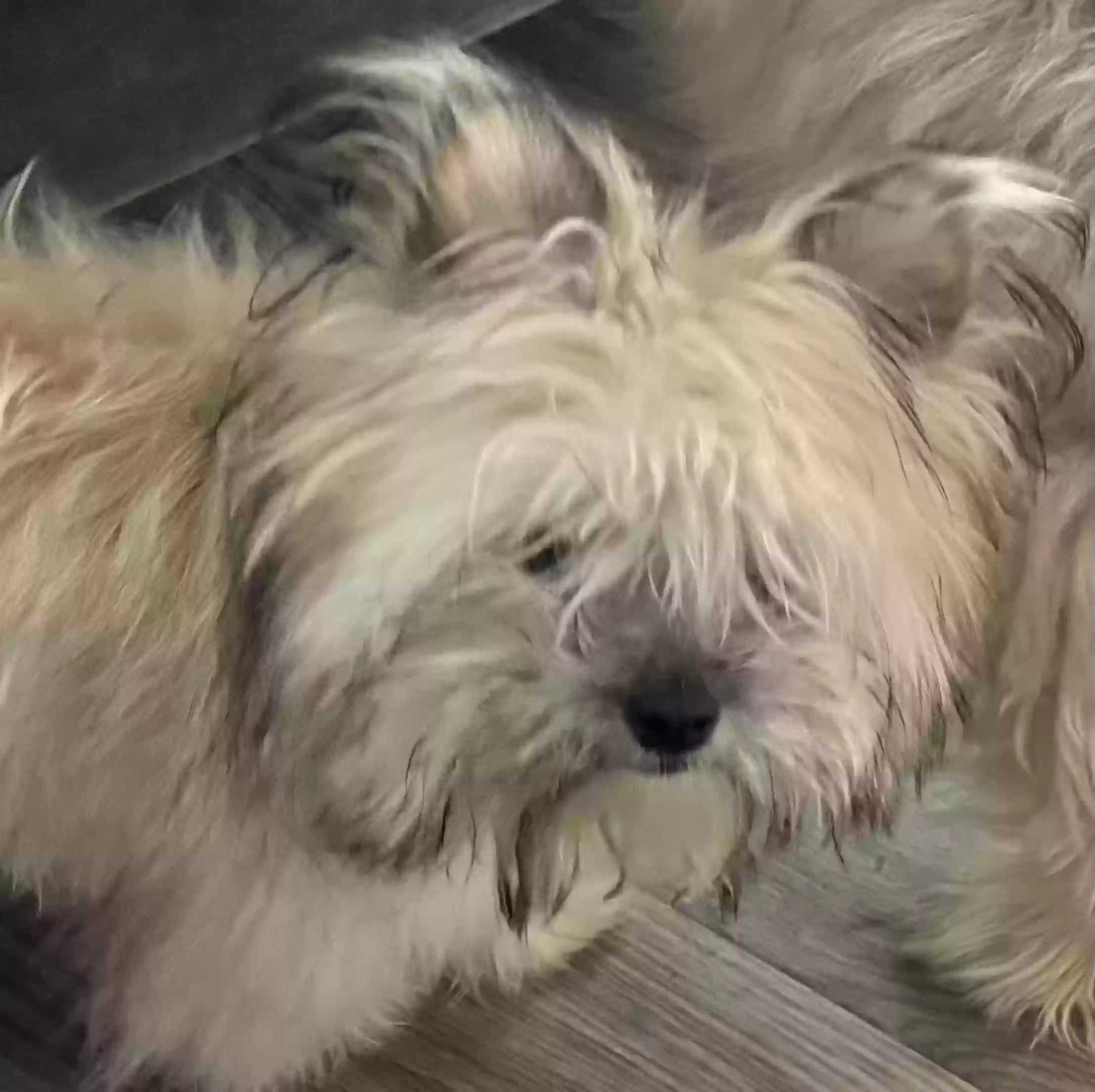 /lostandfound/images/lnfpets/original/181159_photo.webp