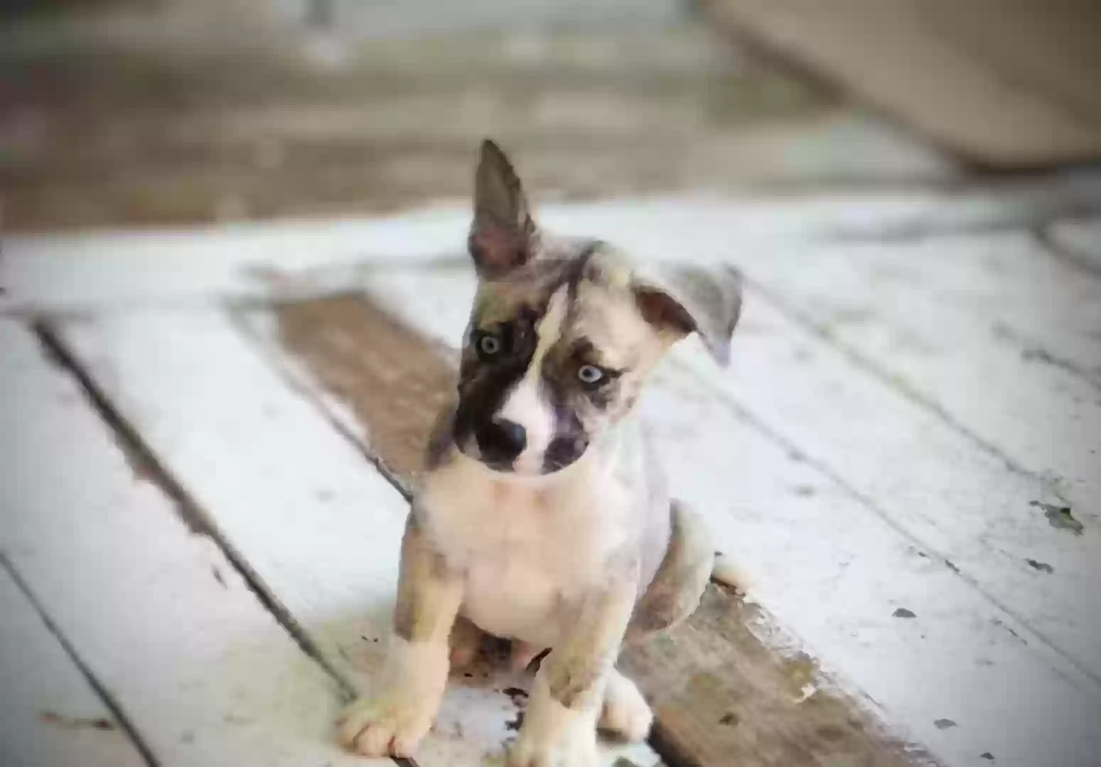 /lostandfound/images/lnfpets/original/181209_photo.webp