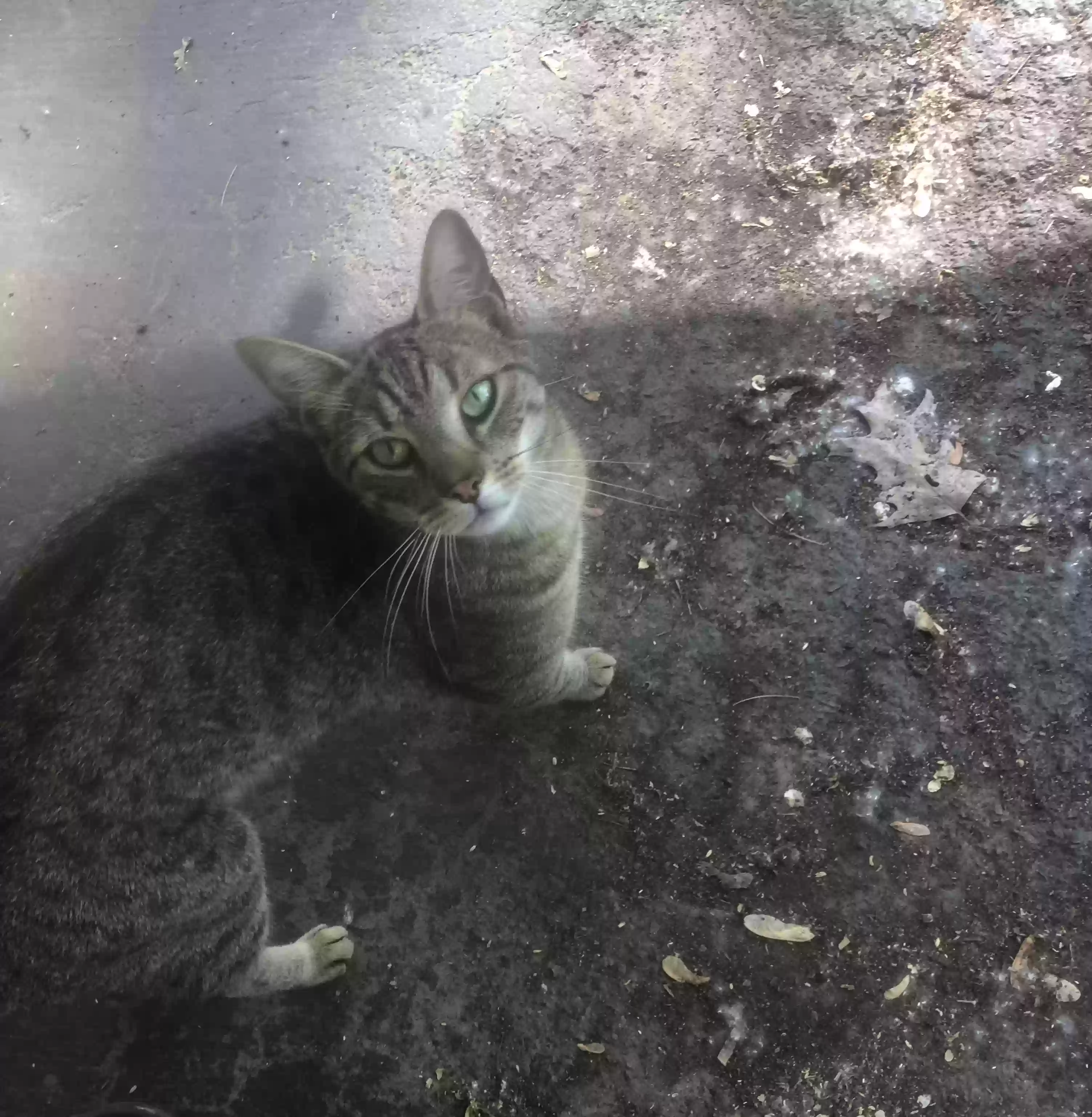 /lostandfound/images/lnfpets/original/181223_photo.webp